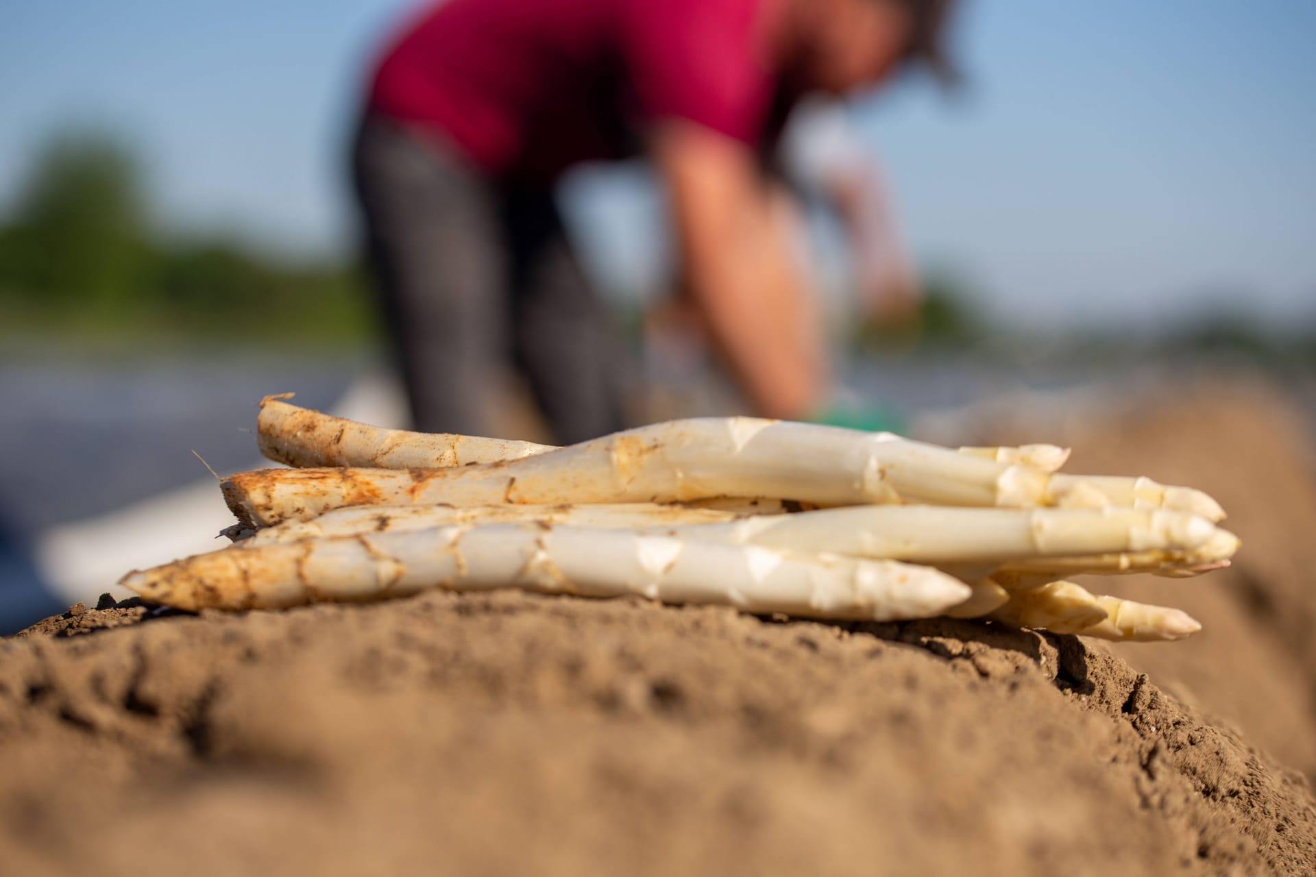 Spargel (Archivbild): Die Saison des Gemüses ist in vollem Gange.