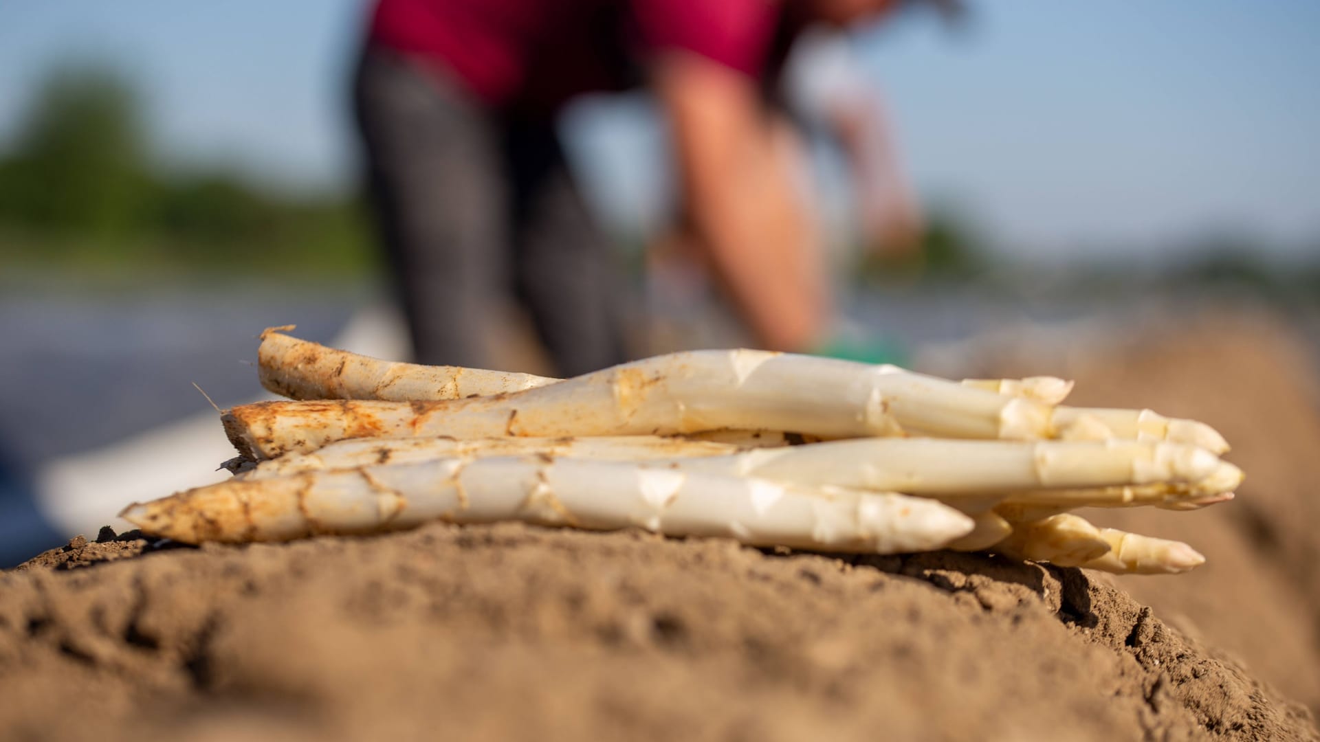 Spargel (Archivbild): Die Saison des Gemüses ist in vollem Gange.
