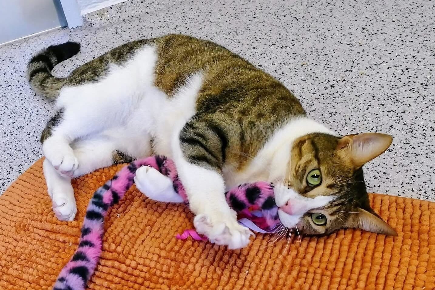 Feta im Münchner Tierheim: Die Katze gilt als "Wirbelwind" – doch auch ihr machten schon einmal Krankheiten zu schaffen.