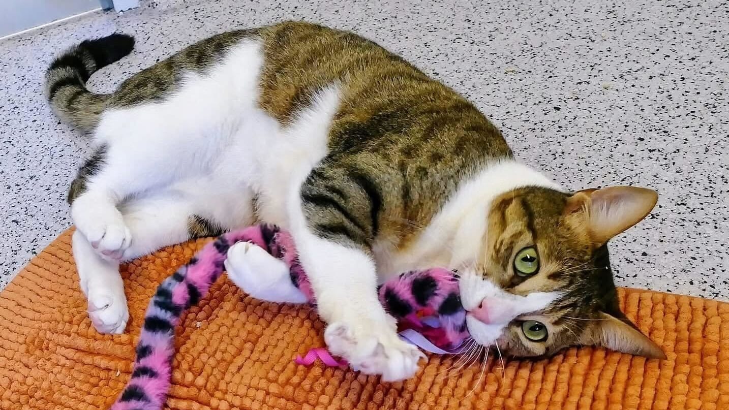Feta im Münchner Tierheim: Die Katze gilt als "Wirbelwind" – doch auch ihr machten schon einmal Krankheiten zu schaffen. Feta im Münchner Tierheim: Die Katze gilt als "Wirbelwind" – doch auch ihr machten schon einmal Krankheiten zu schaffen.