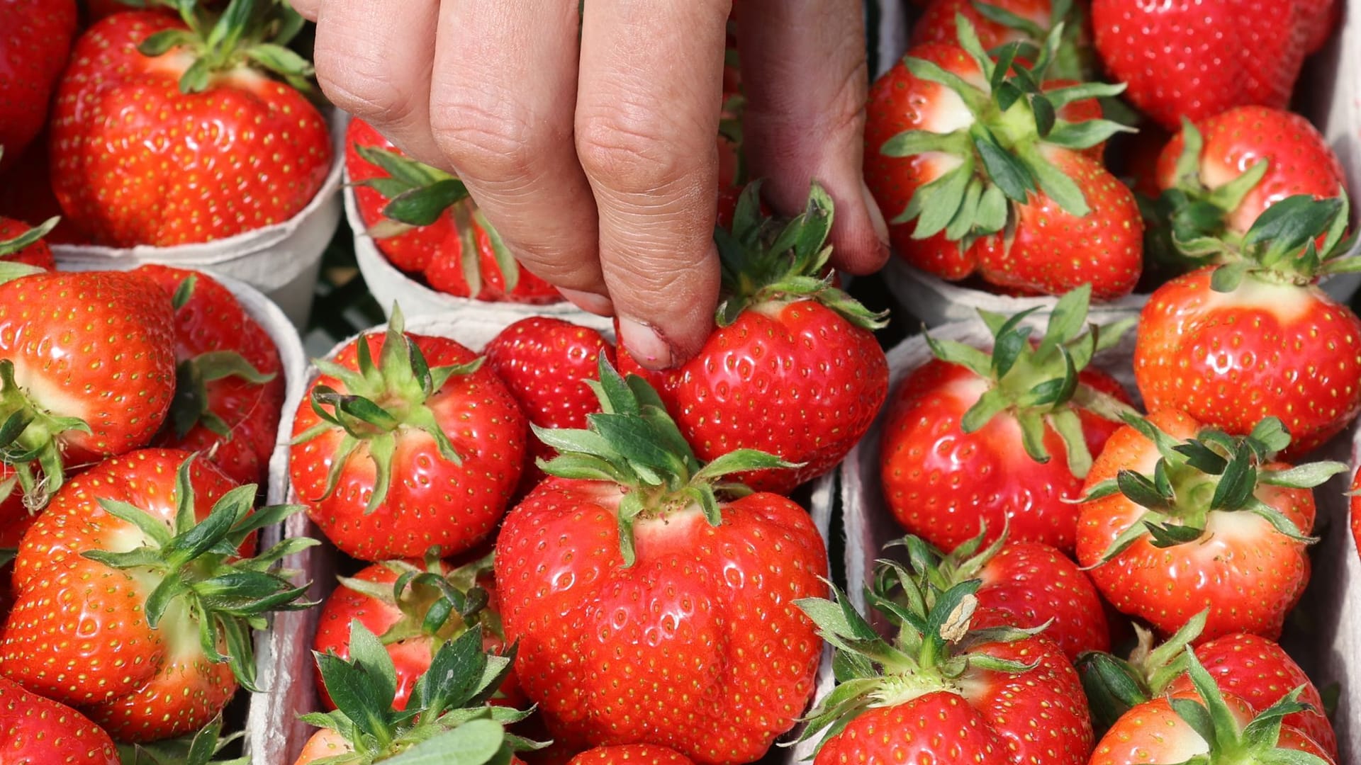 Umfrage zu Früchten und Beeren Umfrage zu Früchten und Beeren