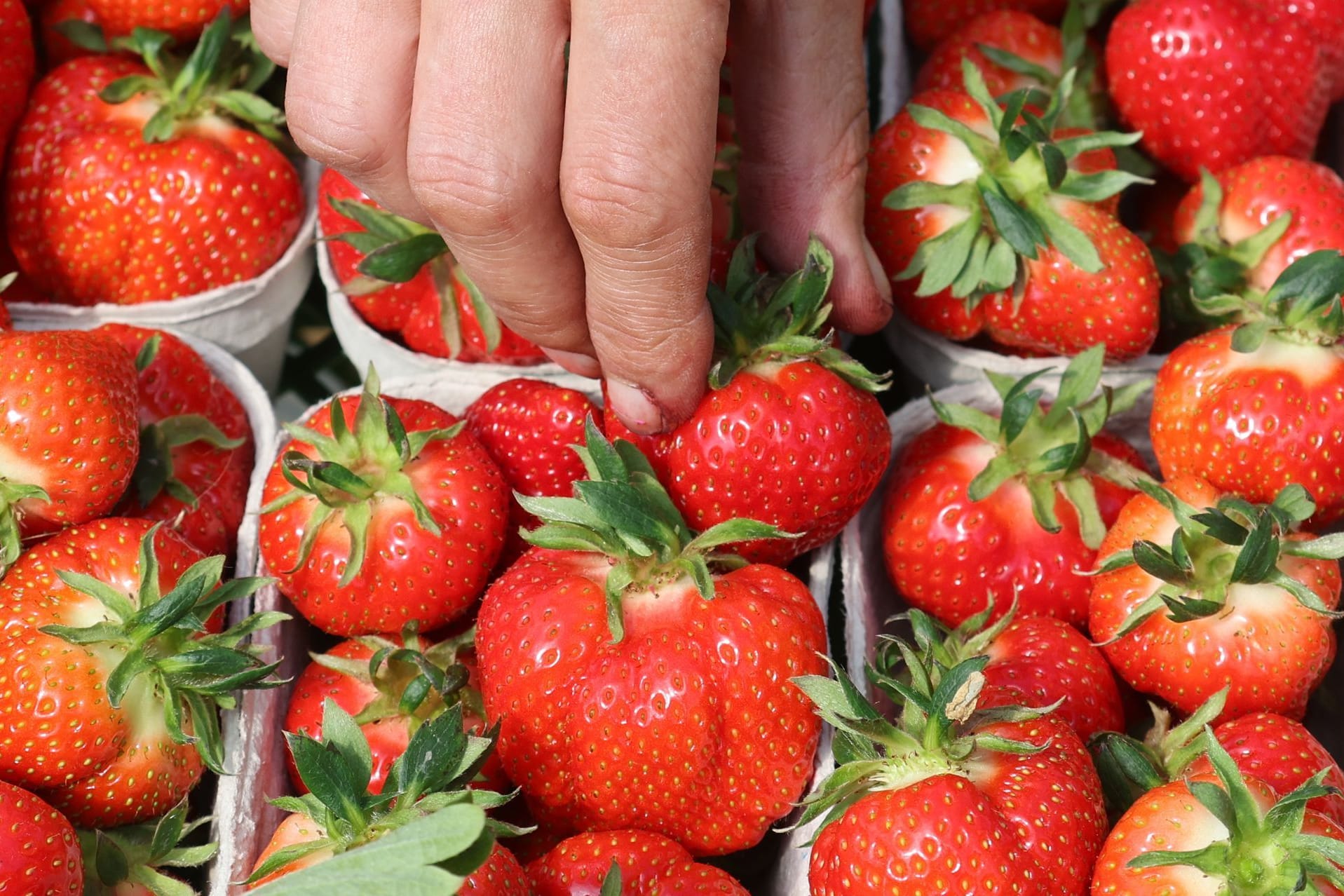Umfrage zu Früchten und Beeren