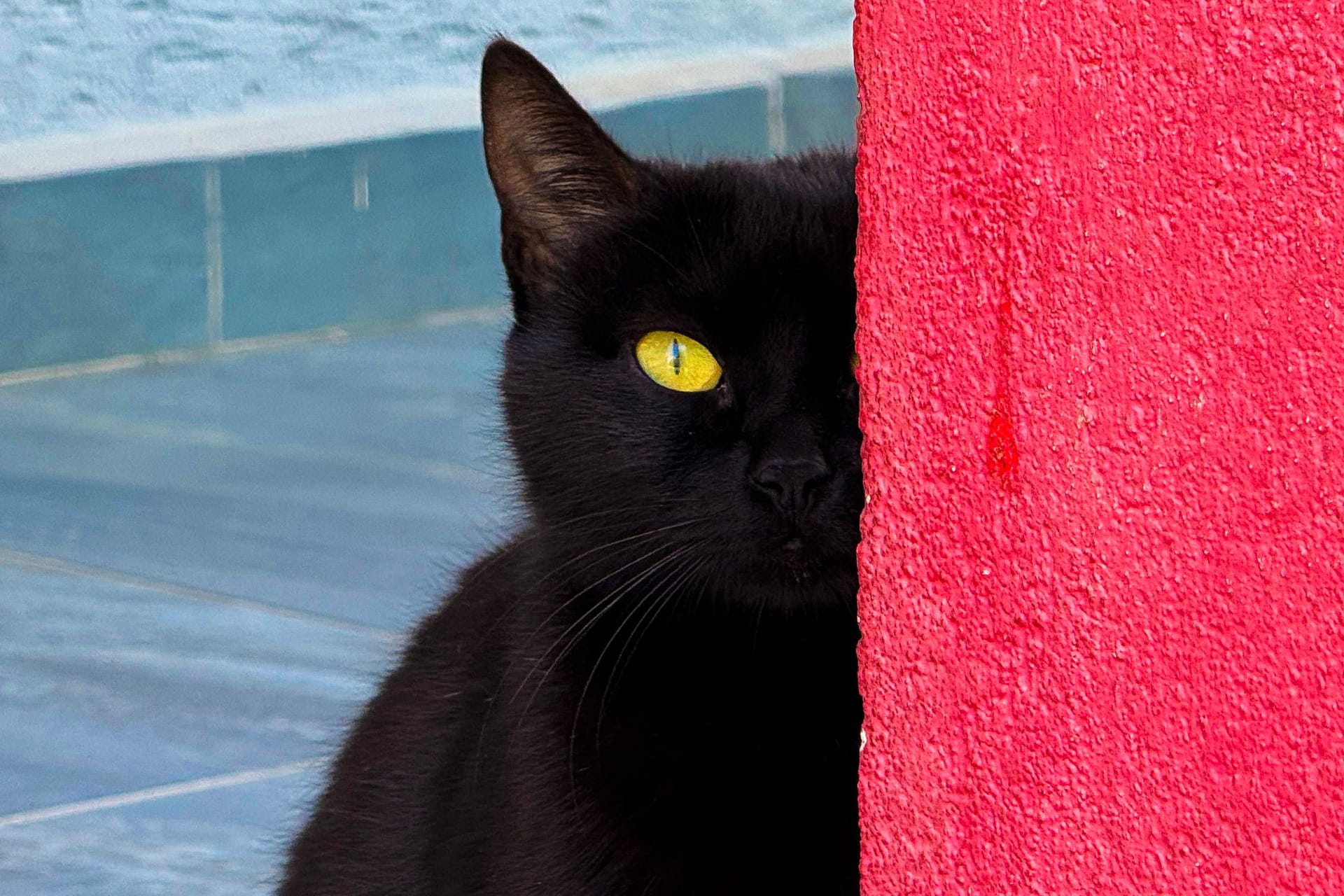 Eine schwarze Katze (Symbolbild): Im Tierheim Bergedorf wartet Fundkatze Frieda darauf, neue Halter zu finden.