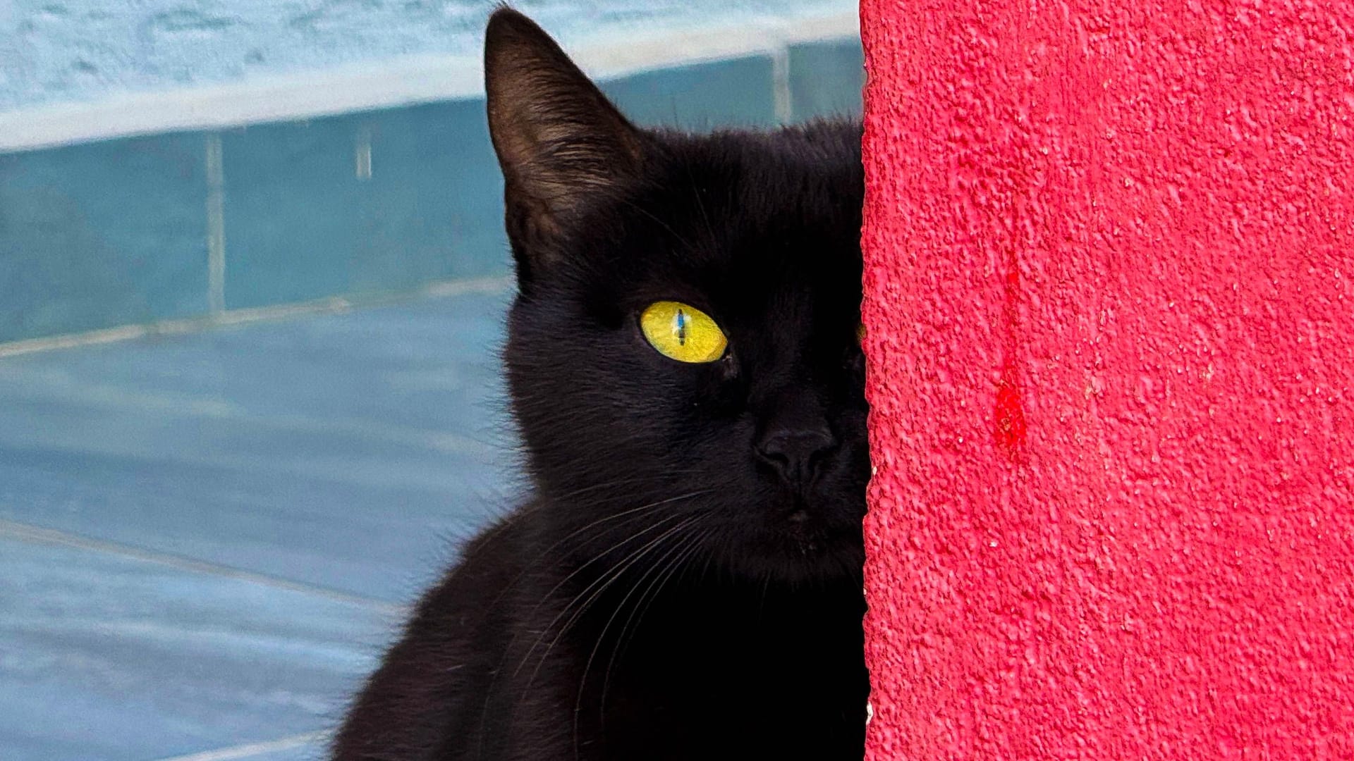 Eine schwarze Katze (Symbolbild): Im Tierheim Bergedorf wartet Fundkatze Frieda darauf, neue Halter zu finden. Eine schwarze Katze (Symbolbild): Im Tierheim Bergedorf wartet Fundkatze Frieda darauf, neue Halter zu finden.