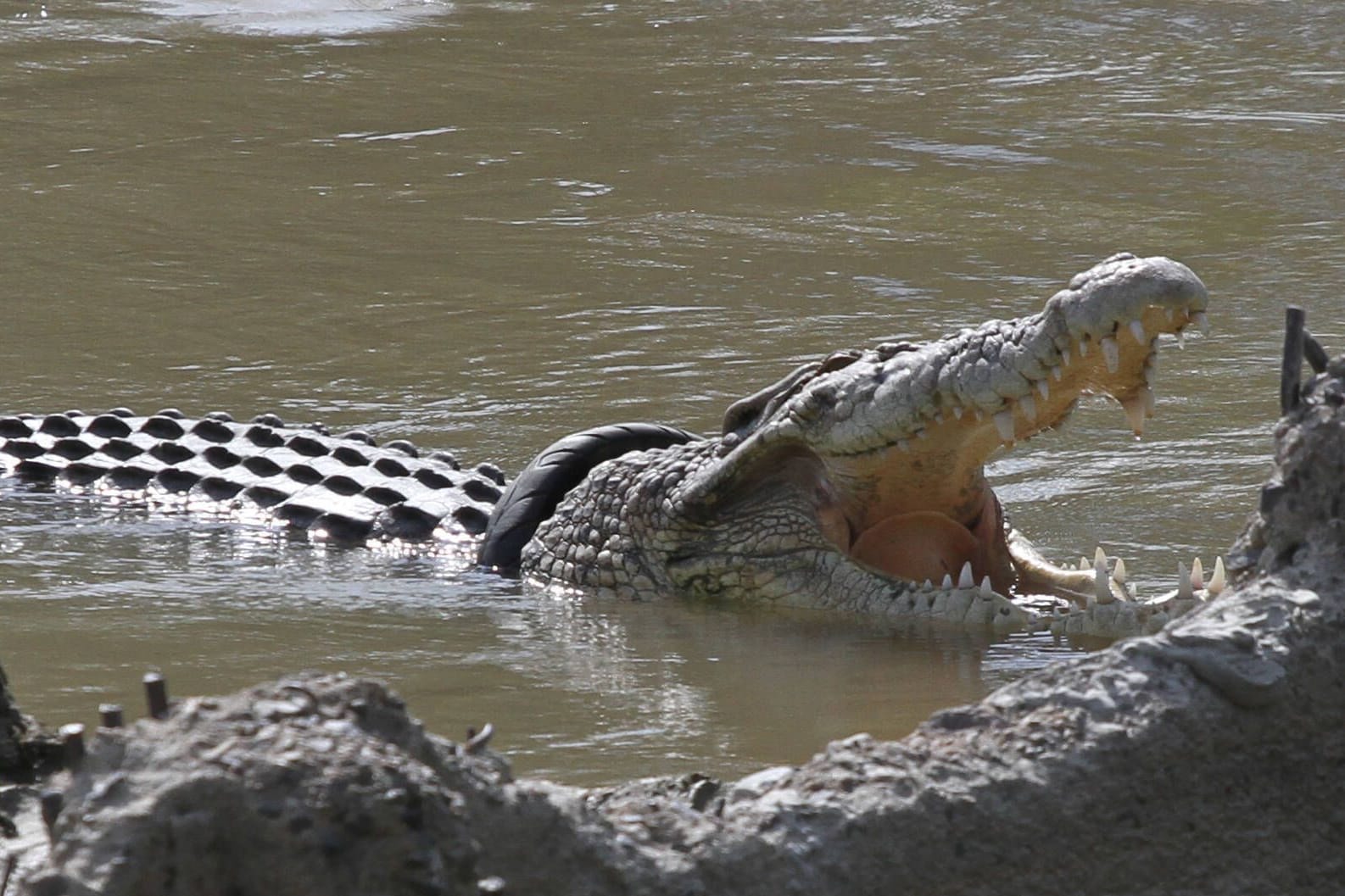 Ein Krokodil in einem Fluss (Archivbild): In Indonesien wurde ein Junge von einem Krokodil unter Wasser gezogen. Er überlebte nicht. Ein Krokodil in einem Fluss (Archivbild): In Indonesien wurde ein Junge von einem Krokodil unter Wasser gezogen. Er überlebte nicht.