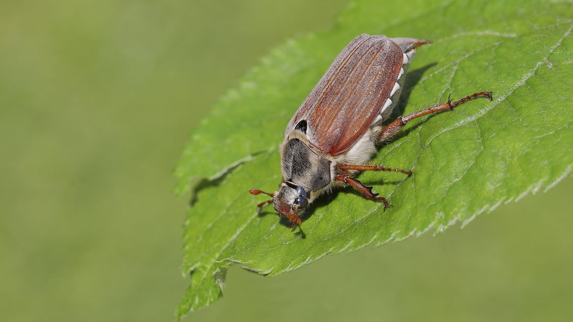 imago images 0778695126
