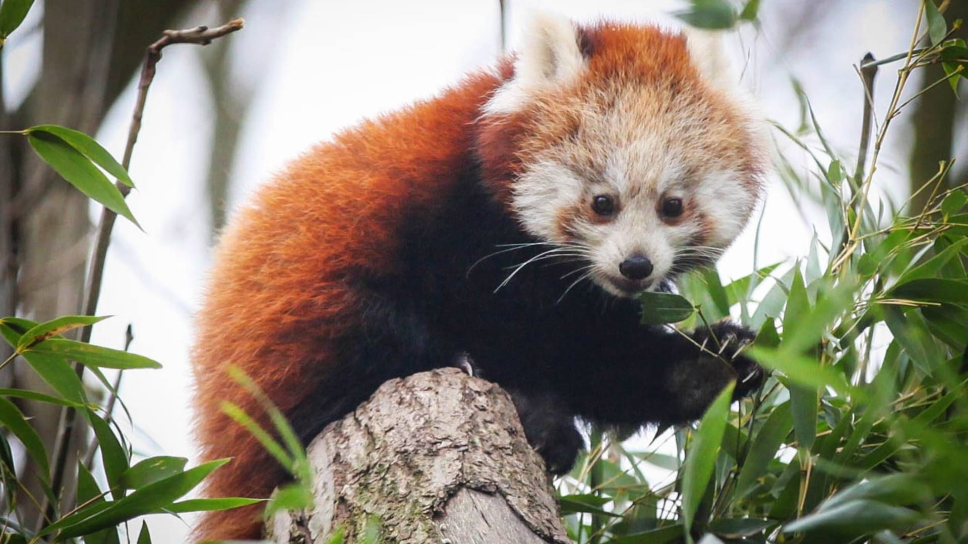 Ein Panda im Dresdner Zoo (Archivbild). Ein Panda im Dresdner Zoo (Archivbild).