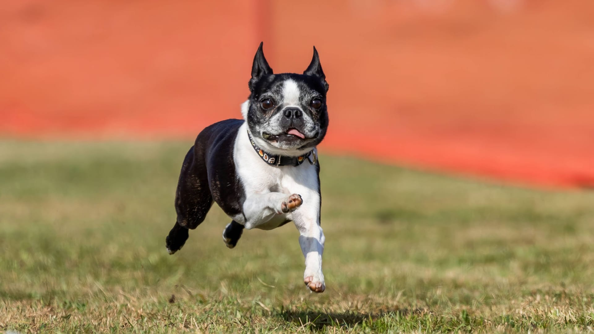 Ein Boston Terrier (Symbolbild): Hund Tobi war bereits vermittelt – jetzt sitzt er wieder im Tierheim. Ein Boston Terrier (Symbolbild): Hund Tobi war bereits vermittelt – jetzt sitzt er wieder im Tierheim.