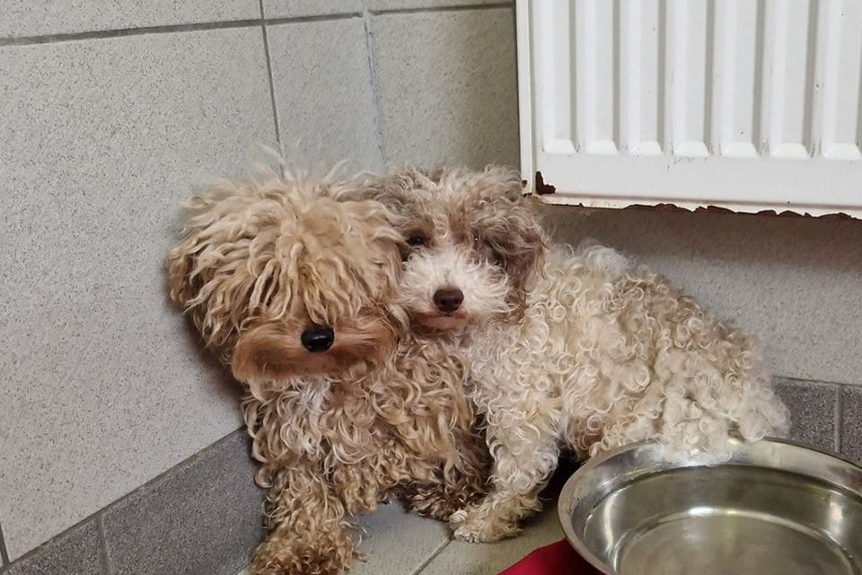 Zwei der geretteten Hunde: Das Tierheim päppelt die Vierbeiner auf, nachdem sie aus einer Wohnung geholt wurden.