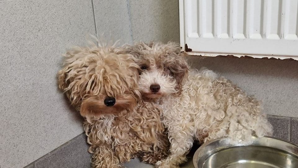 Zwei der geretteten Hunde: Das Tierheim päppelt die Vierbeiner auf, nachdem sie aus einer Wohnung geholt wurden.