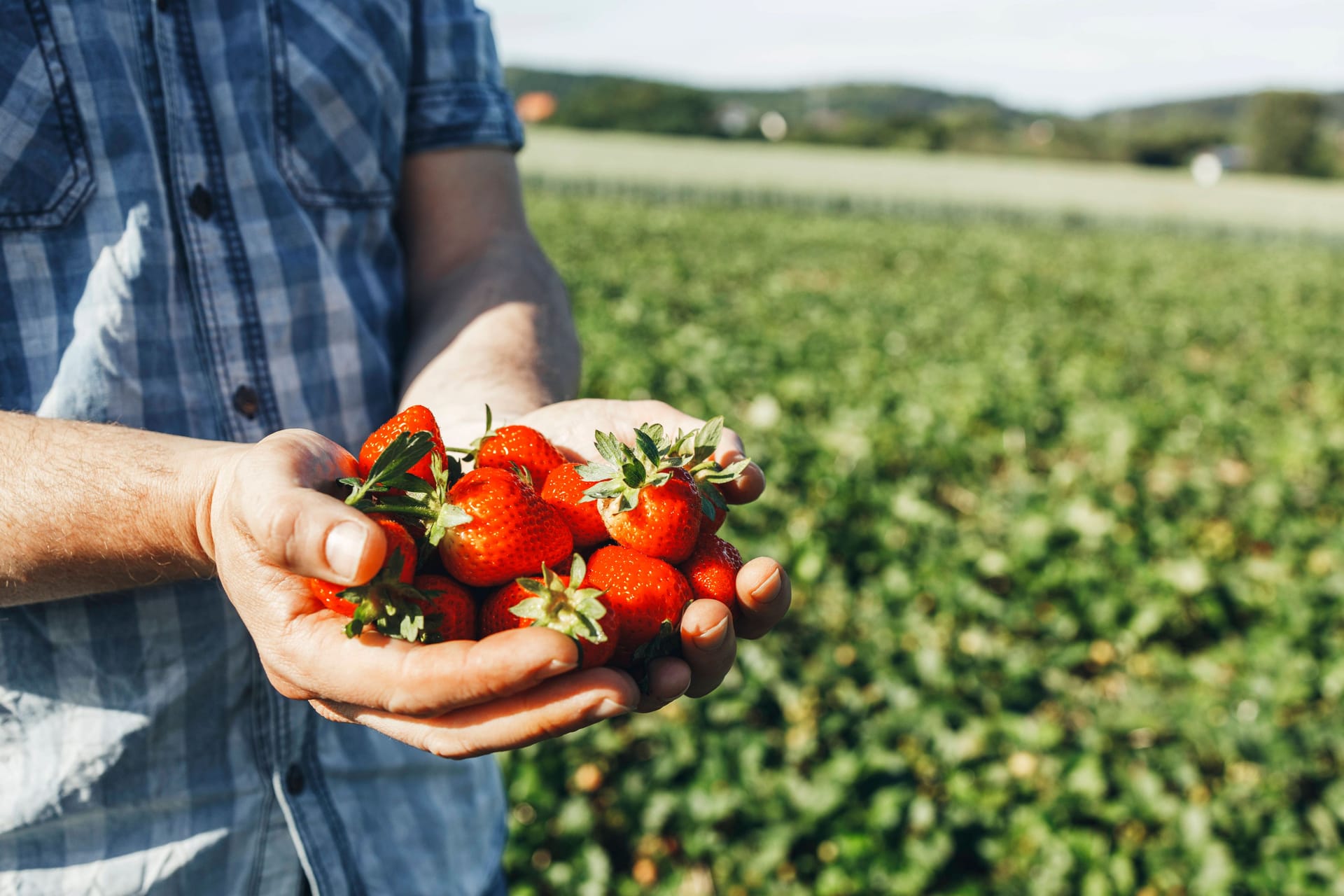Ein Mann hält neben einem Feld Erdbeeren in der Hand (Symbolbild): In der Region gibt es einige Selbstpflückfelder.