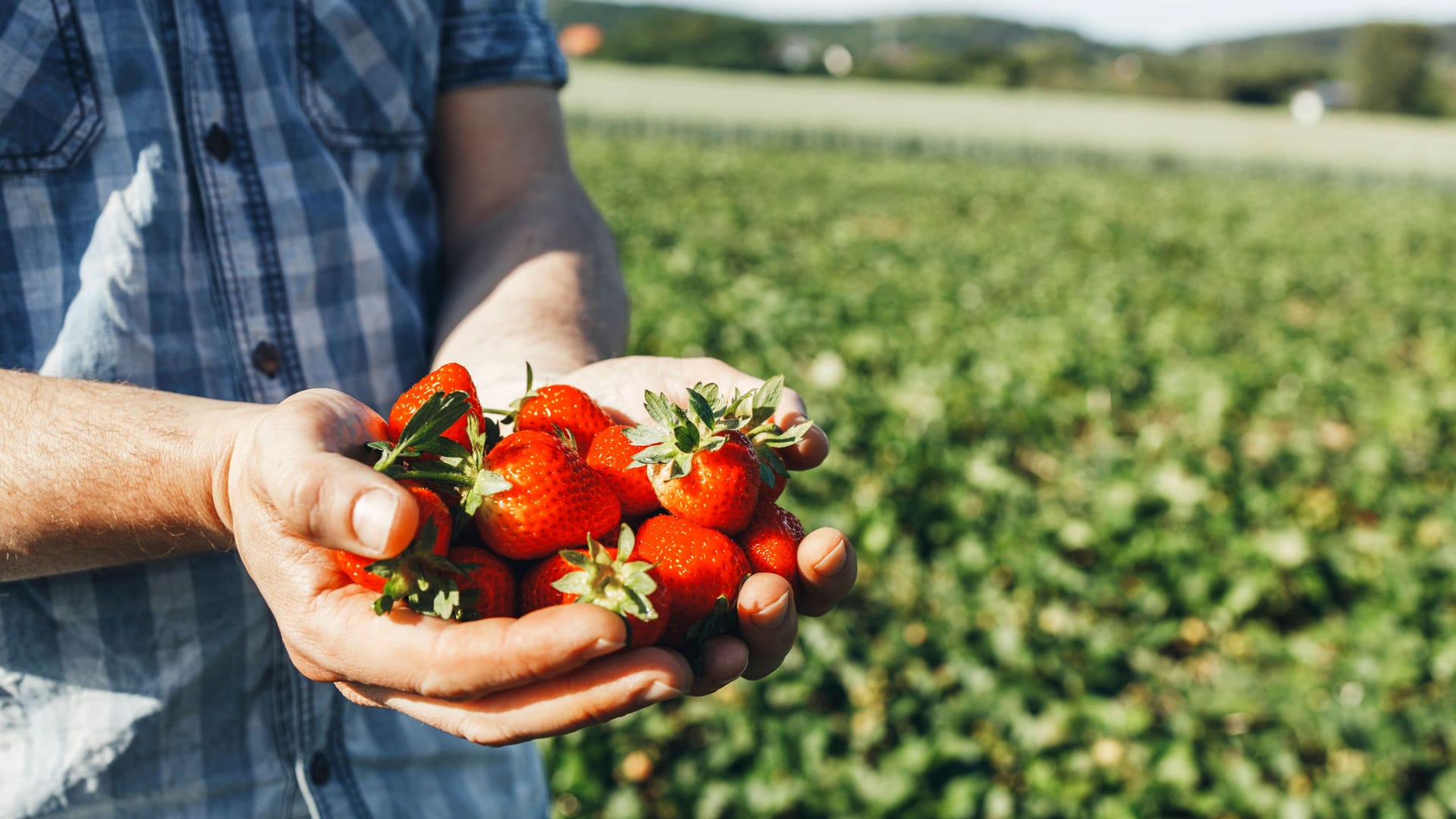 Ein Mann hält neben einem Feld Erdbeeren in der Hand (Symbolbild): In der Region gibt es einige Selbstpflückfelder. Ein Mann hält neben einem Feld Erdbeeren in der Hand (Symbolbild): In der Region gibt es einige Selbstpflückfelder.