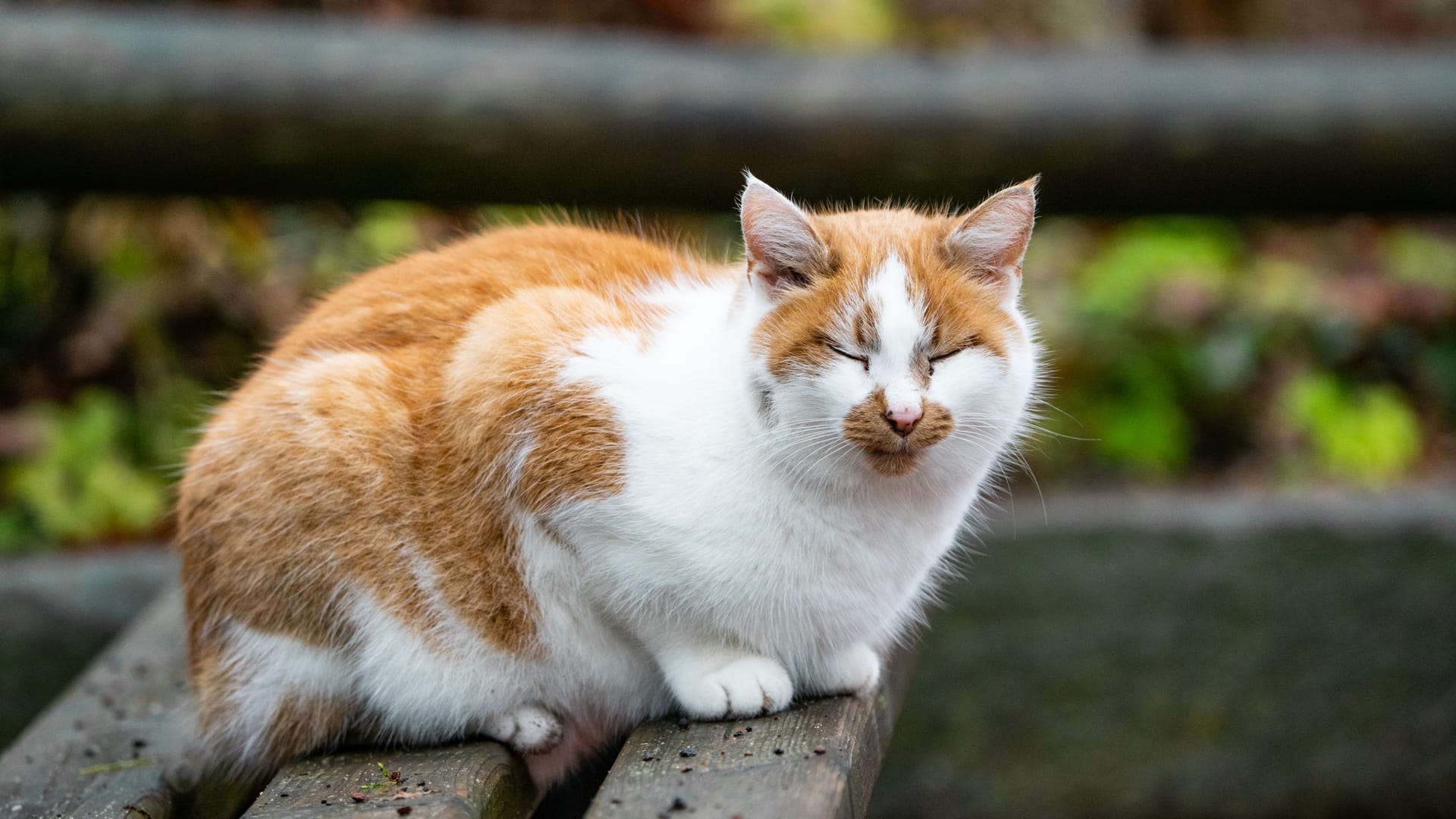 Katze Lucy im Tiergarten: Sie ist dem Zoo vor 17 Jahren zugelaufen – ihre Heimat ist lange das Giraffenhaus gewesen. Katze Lucy im Tiergarten: Sie ist dem Zoo vor 17 Jahren zugelaufen – ihre Heimat ist lange das Giraffenhaus gewesen.