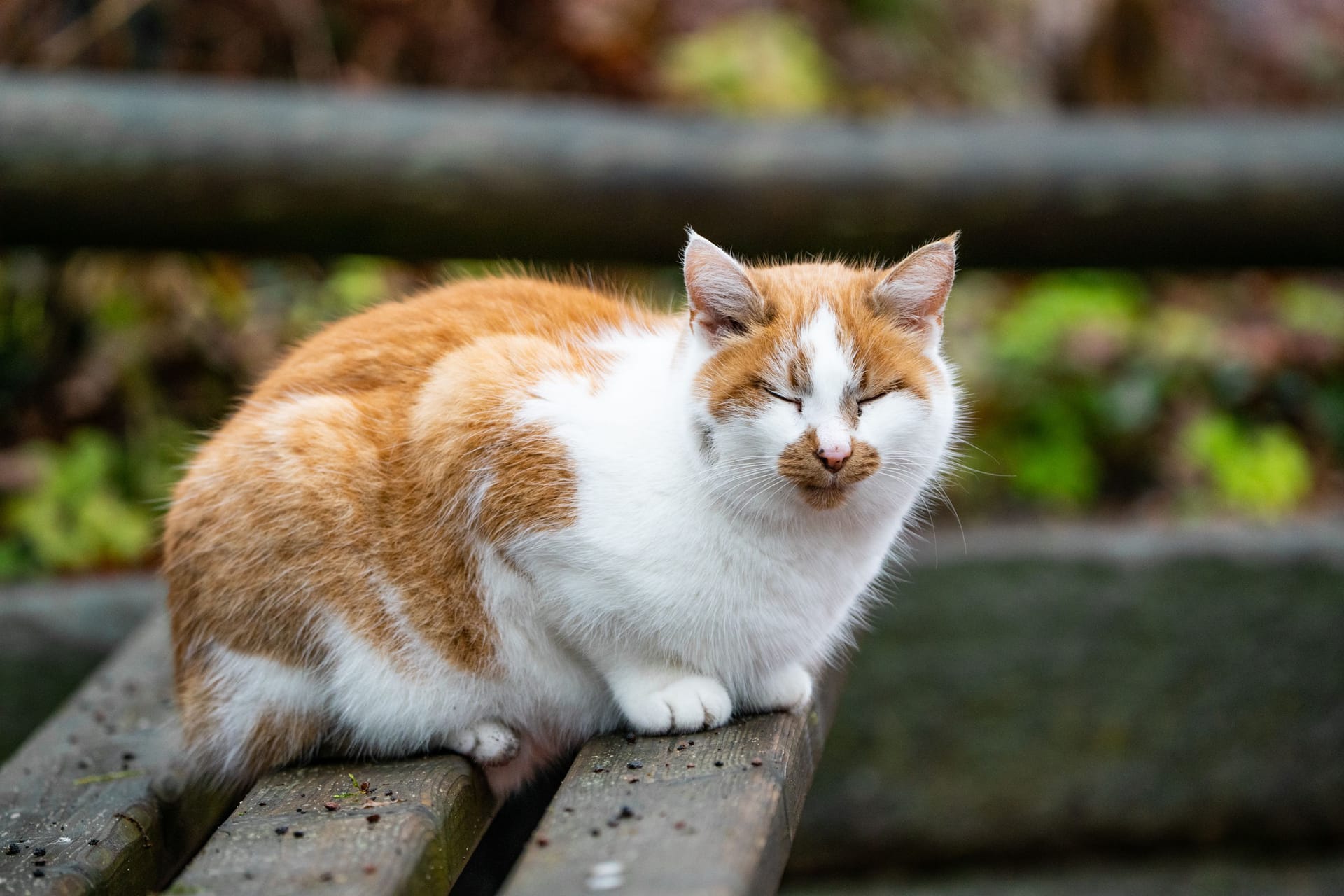 Katze Lucy im Tiergarten: Sie ist dem Zoo vor 17 Jahren zugelaufen – ihre Heimat ist lange das Giraffenhaus gewesen.