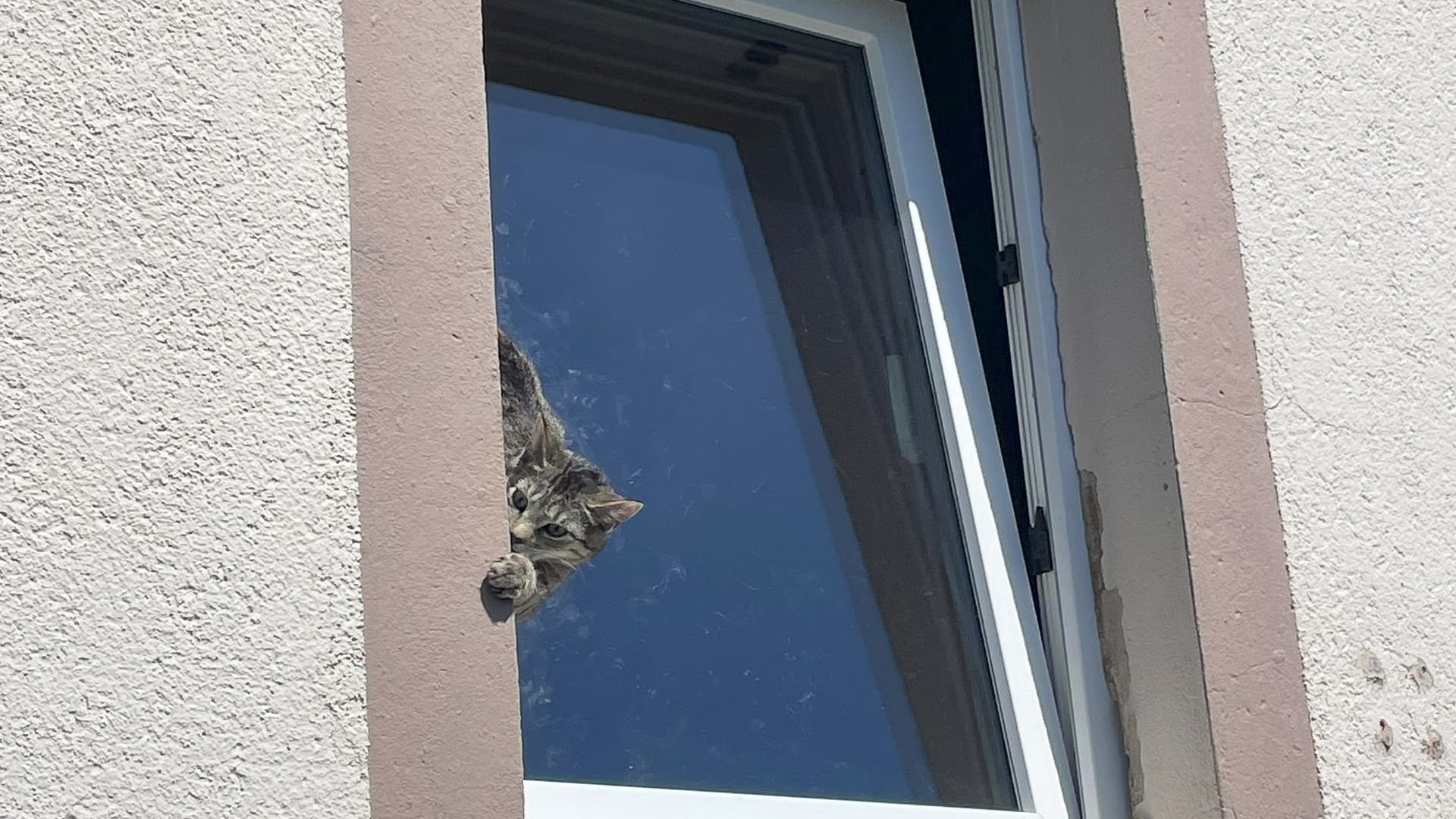 Feuerwehr rettet Katze aus misslicher Lage Feuerwehr rettet Katze aus misslicher Lage