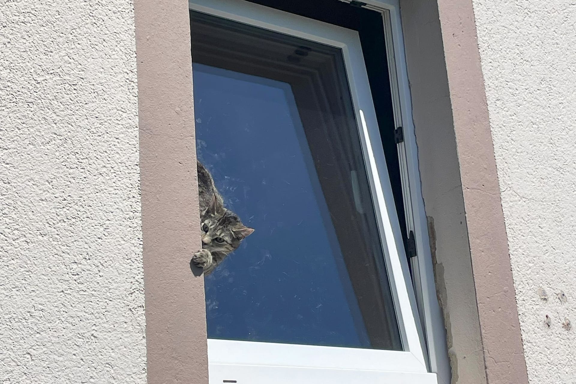 Feuerwehr rettet Katze aus misslicher Lage