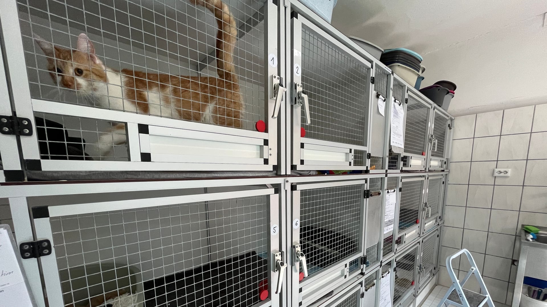 Wenig Platz: Eine Isolierstation im Tierheim Aachen.
