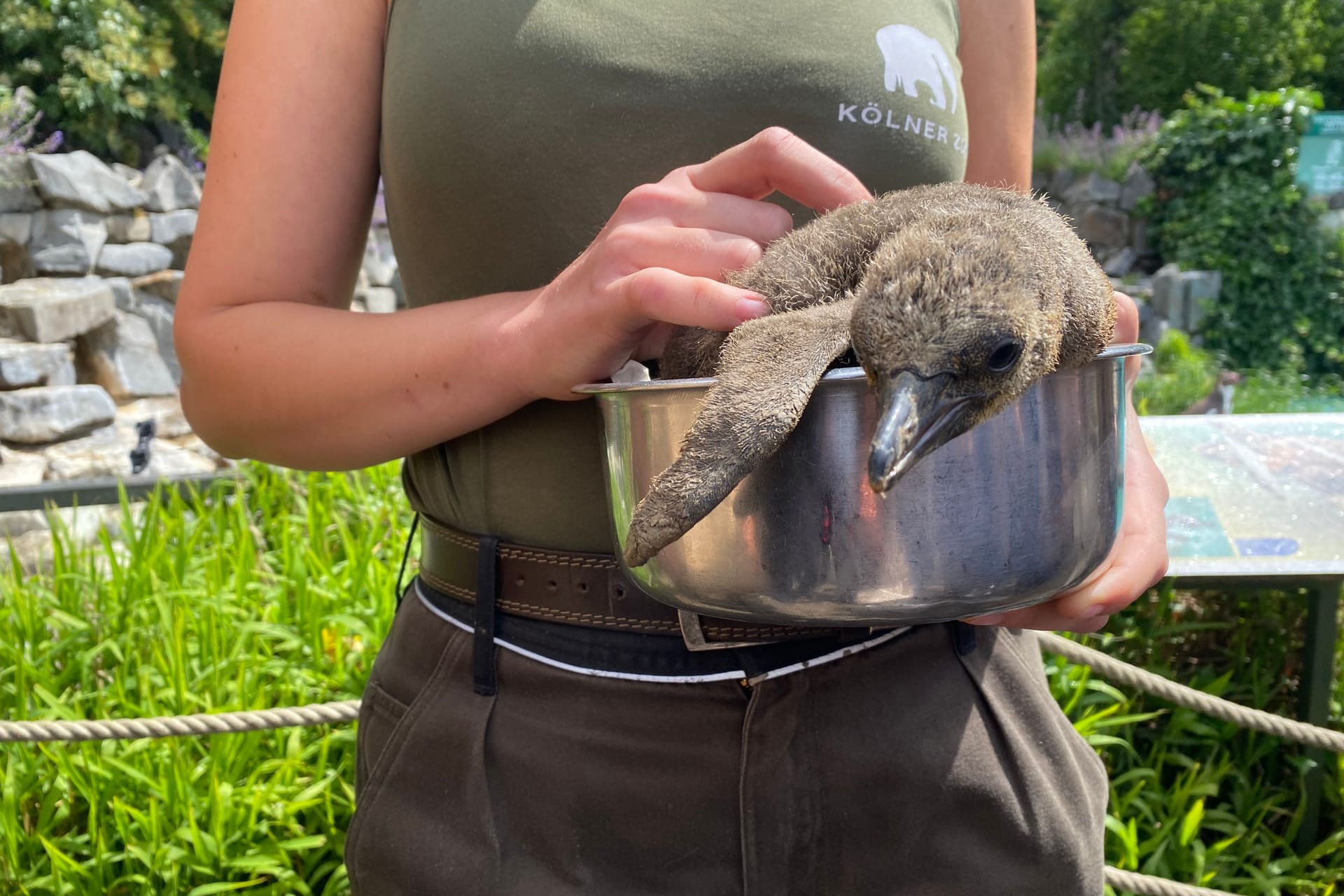 Eine Tierpflegerin mit Pinguin Pinte: Inzwischen ist das Jungtier wohl auf.