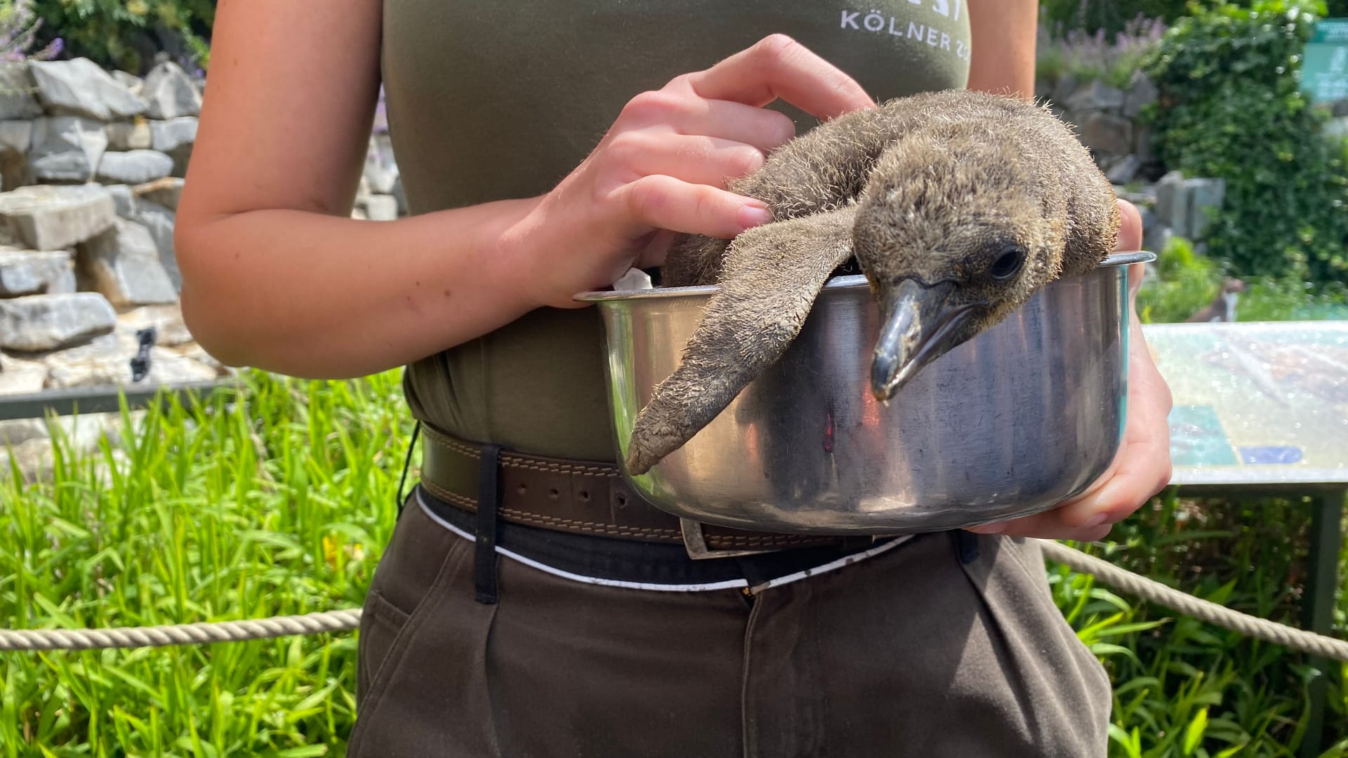 Eine Tierpflegerin mit Pinguin Pinte: Inzwischen ist das Jungtier wohl auf.