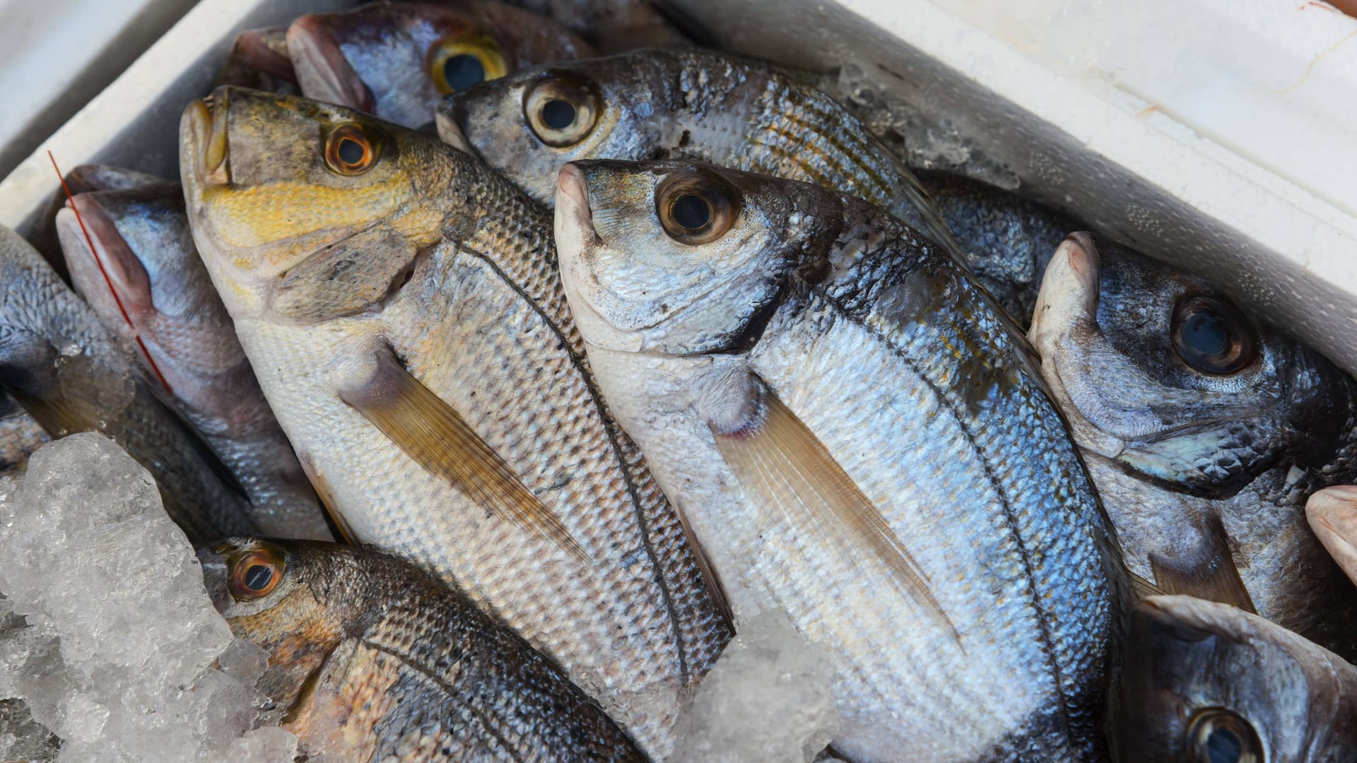 Fische in einer Kiste auf Eis (Symbolbild): Der Schaden beträgt rund 1.000 Euro.