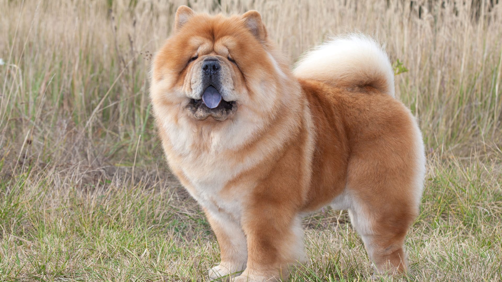 Chow-Chow: Kennzeichnend für die Rasse sind das löwenähnliche Fell und die blaue Zunge.