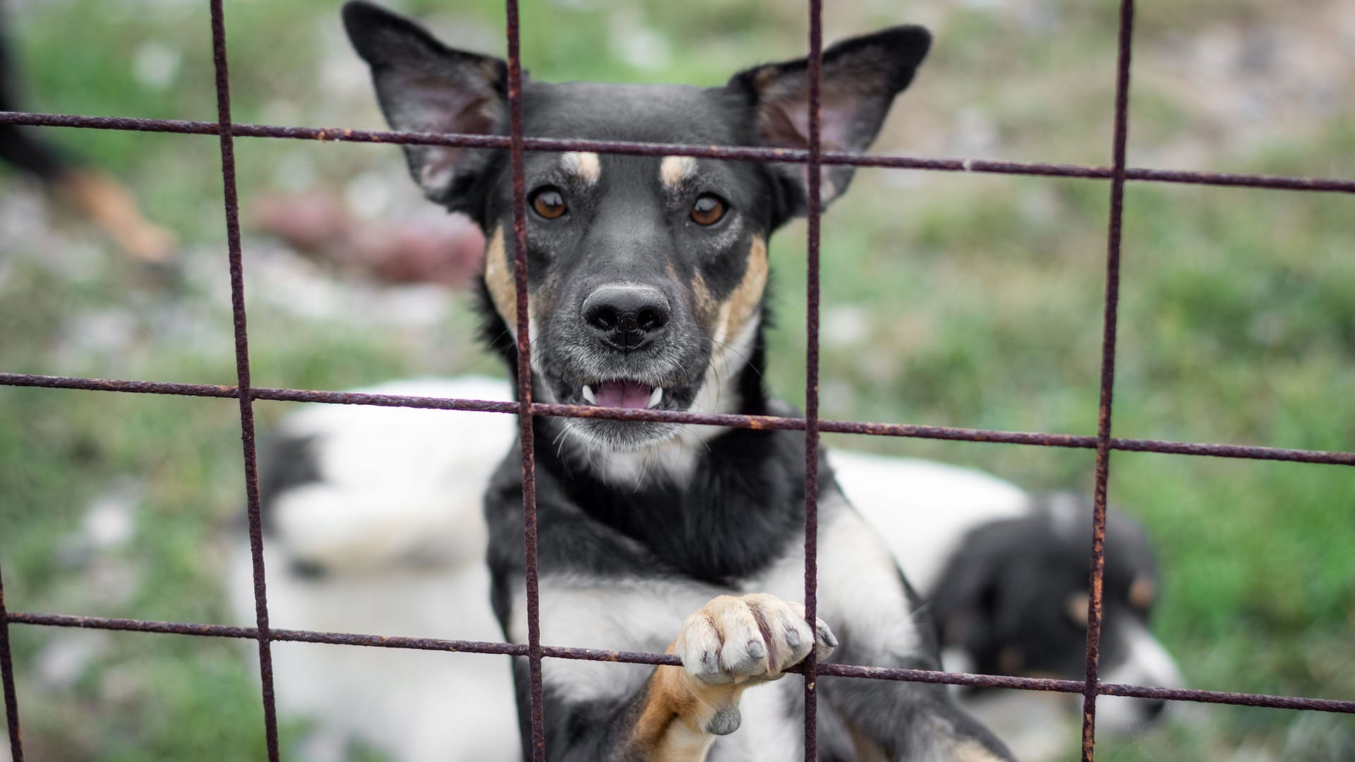 Ein Hund hinter einem Gitter (Symbolbild): Auf Mallorca steht ein Mann wegen mutmaßlicher Tierquälerei vor Gericht.