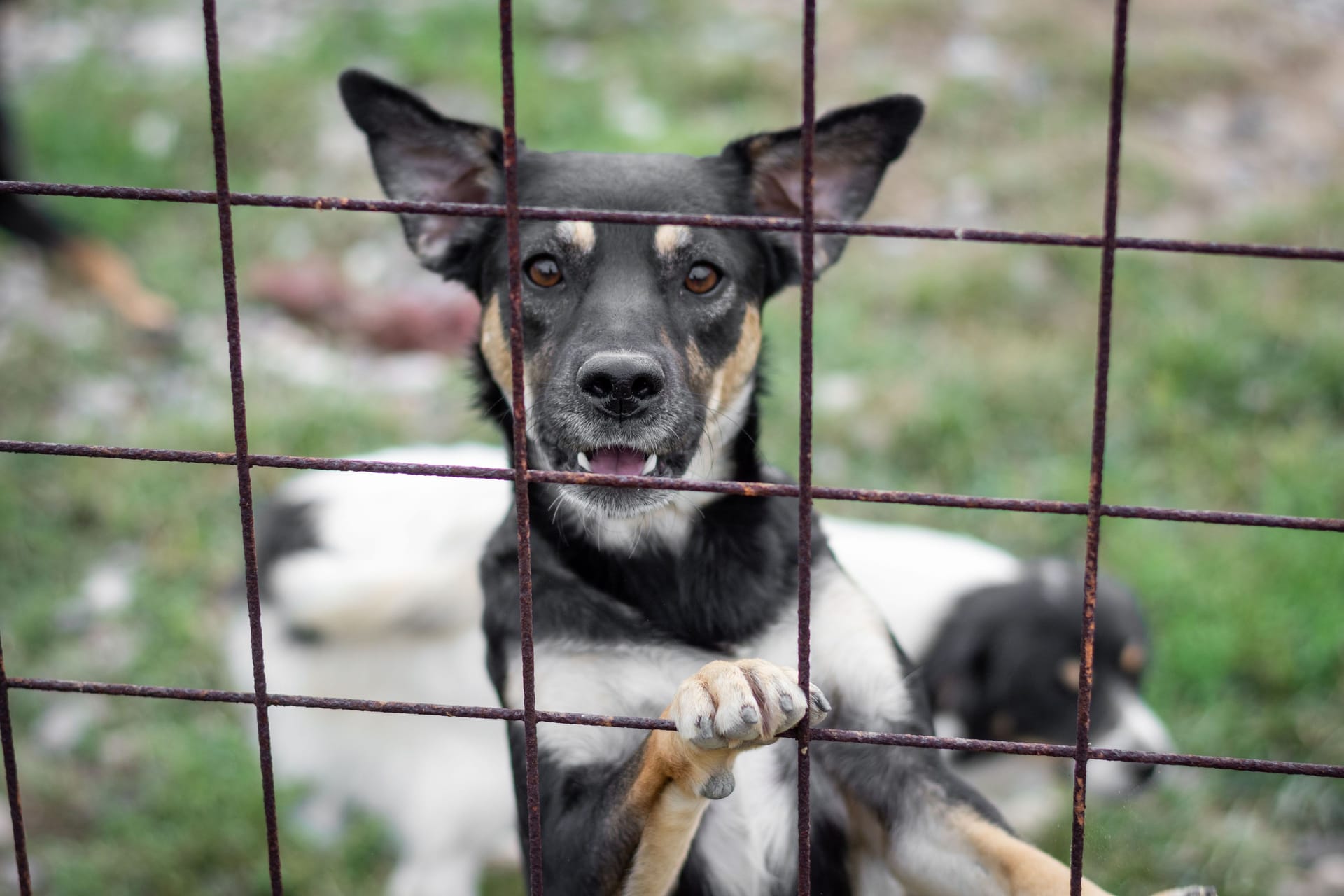 Ein Hund hinter einem Gitter (Symbolbild): Auf Mallorca steht ein Mann wegen mutmaßlicher Tierquälerei vor Gericht.