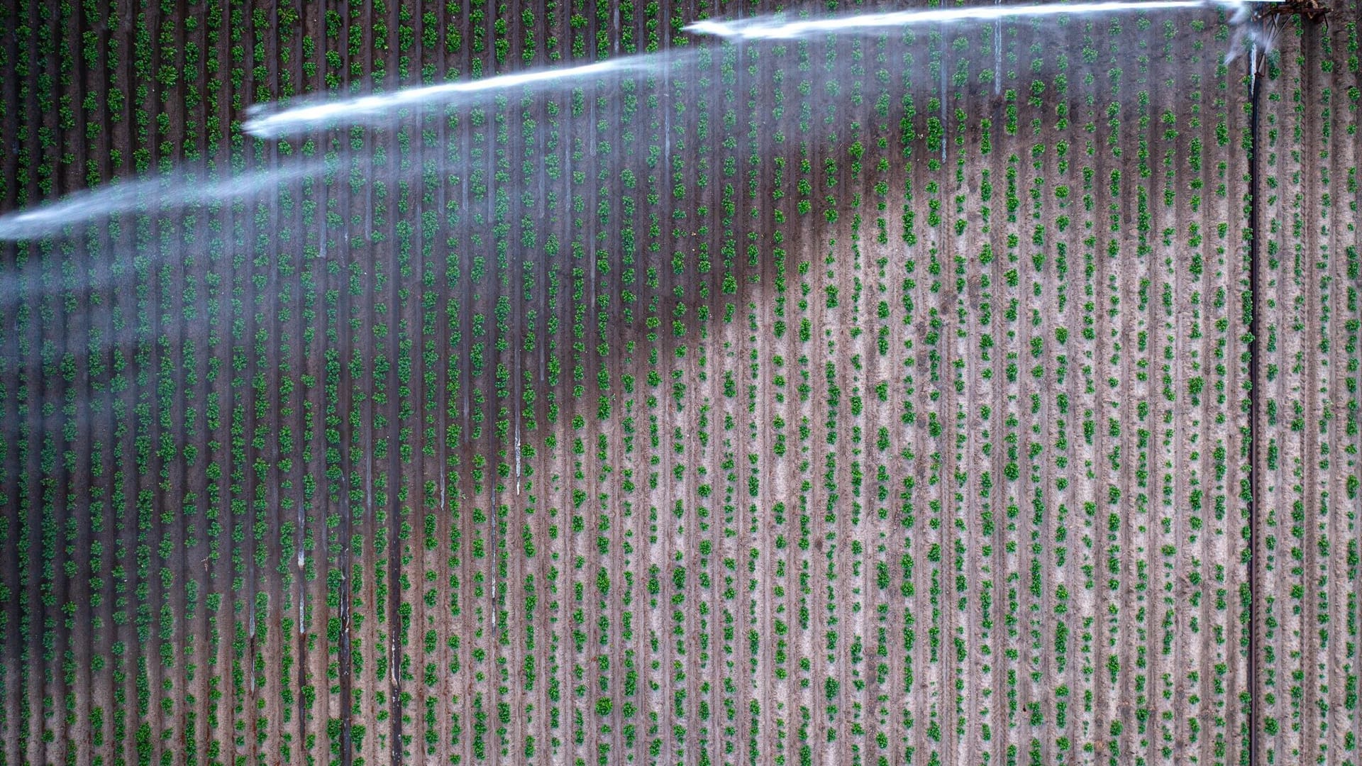 Trockenheit in der Landwirtschaft