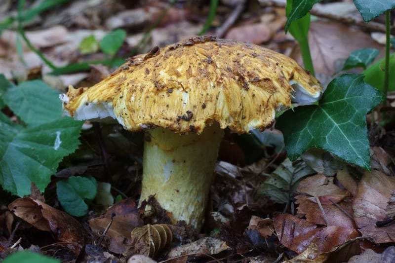Ein Neuzugang auf der jetzt veröffentlichten Referenzliste: Der Gelbe Schuppenwulstling – hier an der Himckeburg bei Rühle – gehört in Deutschland der Rote-Liste-Kategorie 1 an.