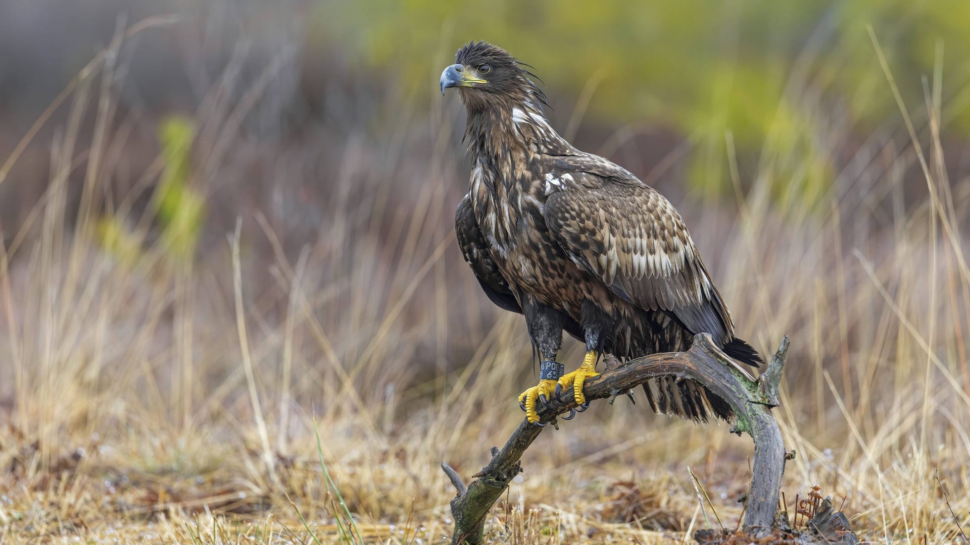 Ein Seeadler: Die Tiere lassen sich wieder in Norddeutschland nieder.