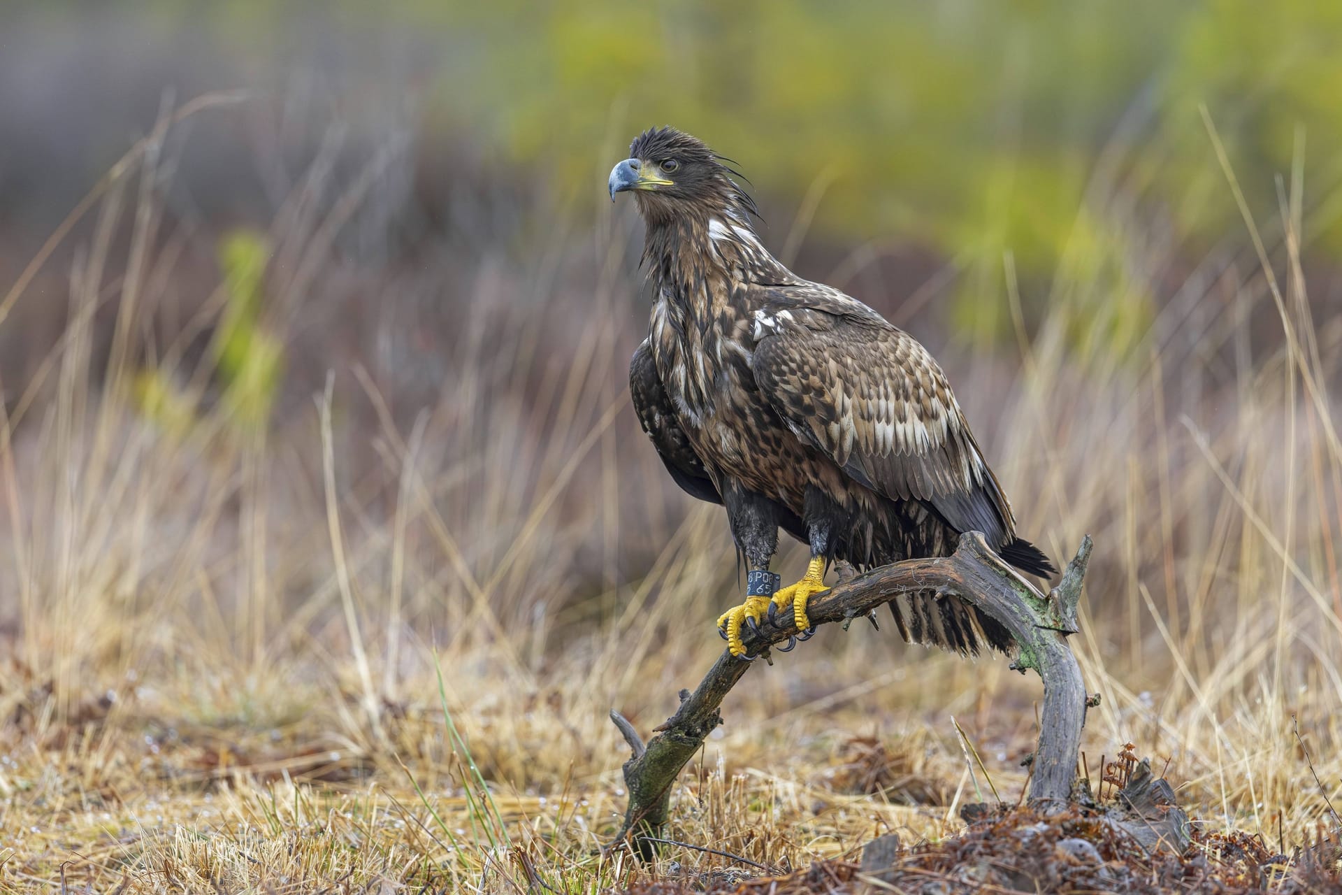 Ein Seeadler: Die Tiere lassen sich wieder in Norddeutschland nieder.