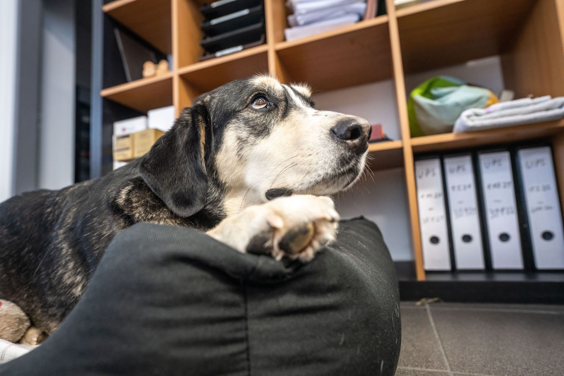 Hund liegt in einem Büro auf seiner Decke