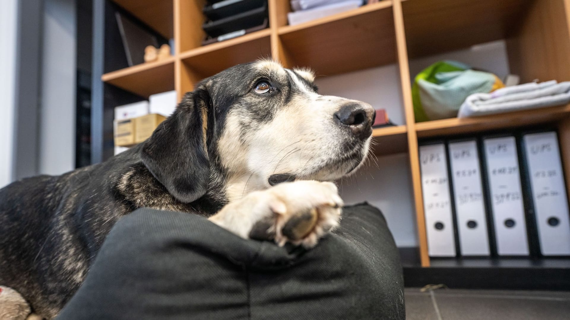 Hund liegt in einem Büro auf seiner Decke Hund liegt in einem Büro auf seiner Decke