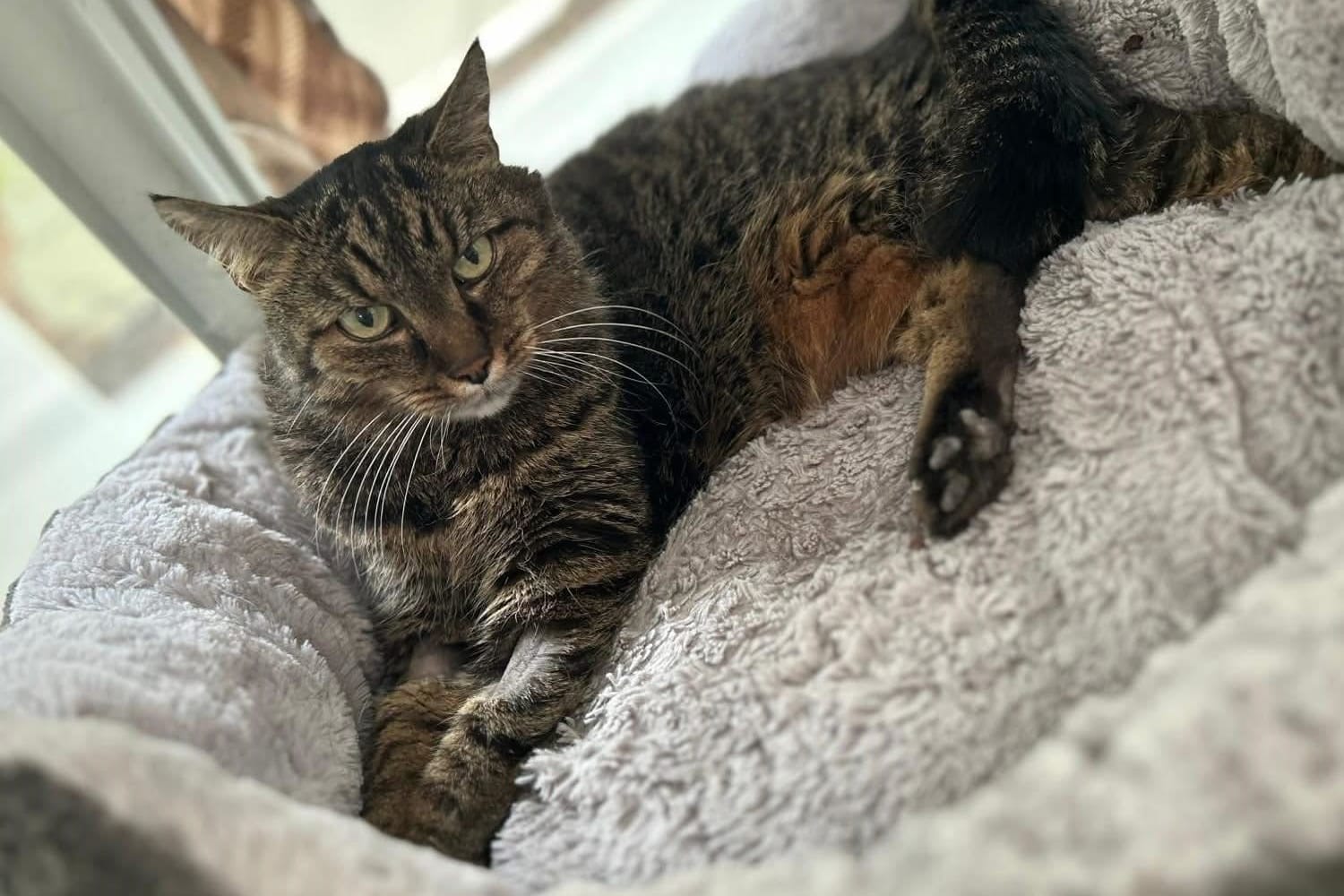 Kessi ist schon 17 Jahre alt: Trotzdem ist sie noch gerne draußen unterwegs.