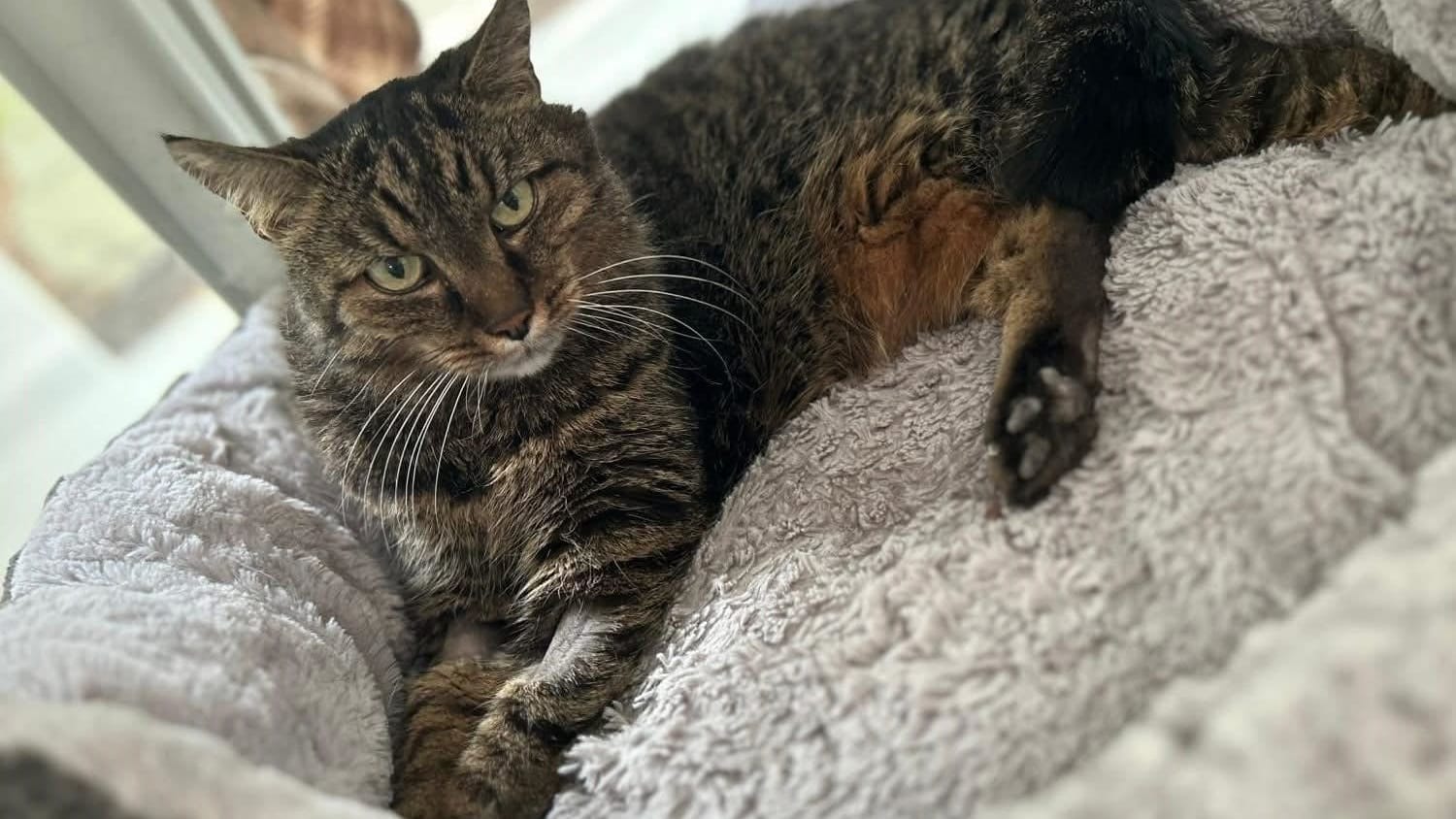 Kessi ist schon 17 Jahre alt: Trotzdem ist sie noch gerne draußen unterwegs. Kessi ist schon 17 Jahre alt: Trotzdem ist sie noch gerne draußen unterwegs.