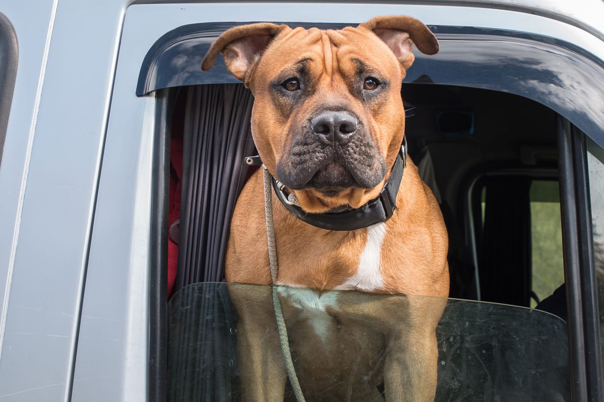 Portrait of a Staffordshire Terrier in a car window.
