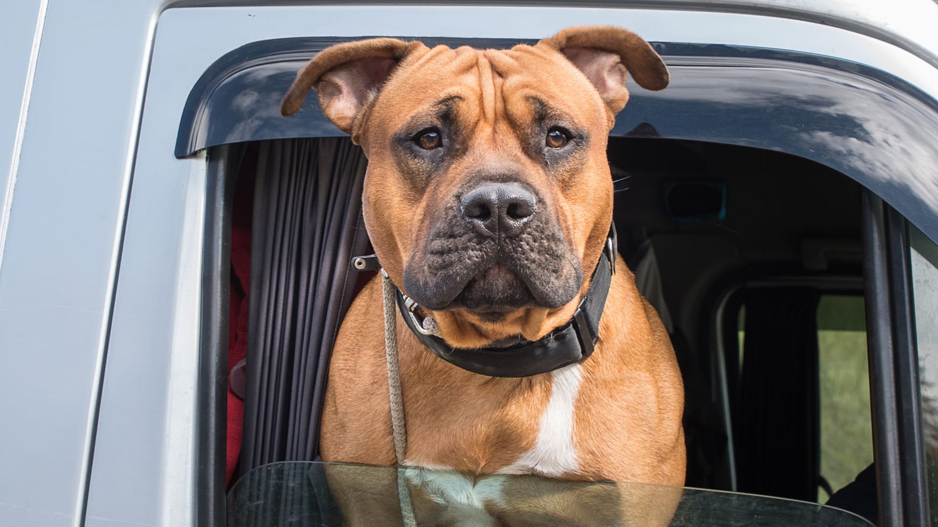 Portrait of a Staffordshire Terrier in a car window. Portrait of a Staffordshire Terrier in a car window.