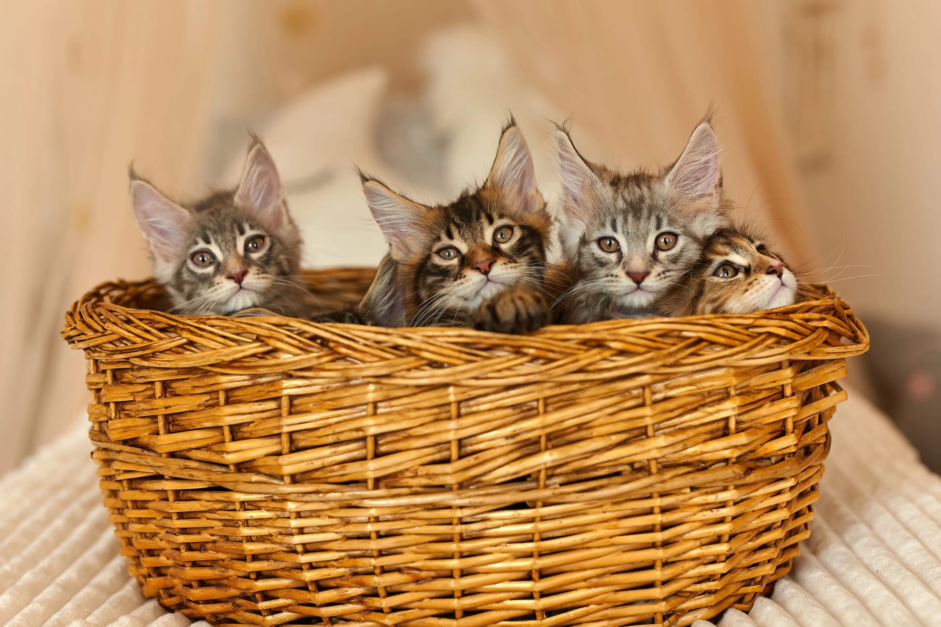 Mehrere Kitten (Symbolbild): Nahe Hannover fanden Passanten wenige Wochen alte Katzen.