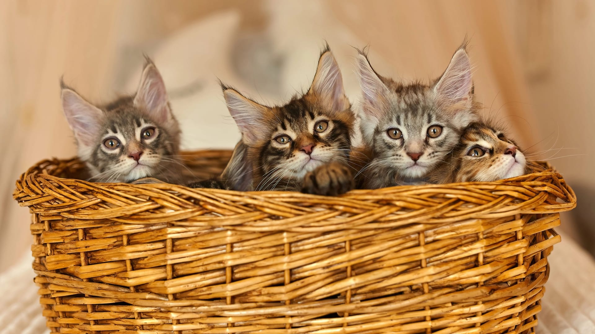 Mehrere Kitten (Symbolbild): Nahe Hannover fanden Passanten wenige Wochen alte Katzen.