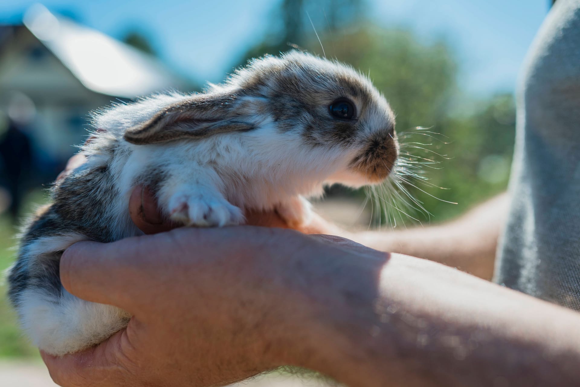Kaninchen: In Hannover wurden mehrere ausgesetzte Jungtiere an einem See gefunden.