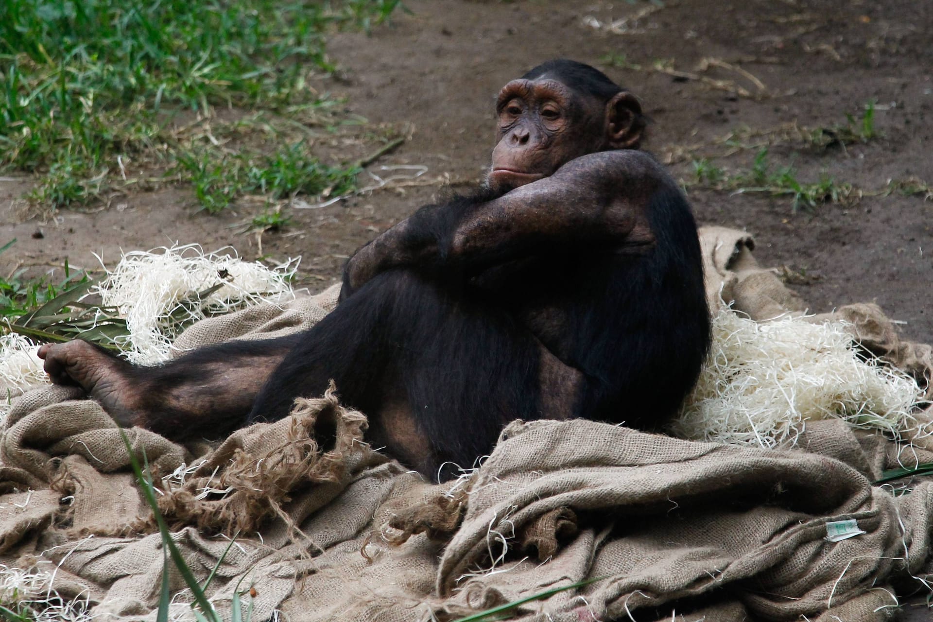 Ein Schimpanse (Symbolbild): Der Erlebnis-Zoo Hannover gibt bekannt, dass Schimpanse Toto gestorben ist.