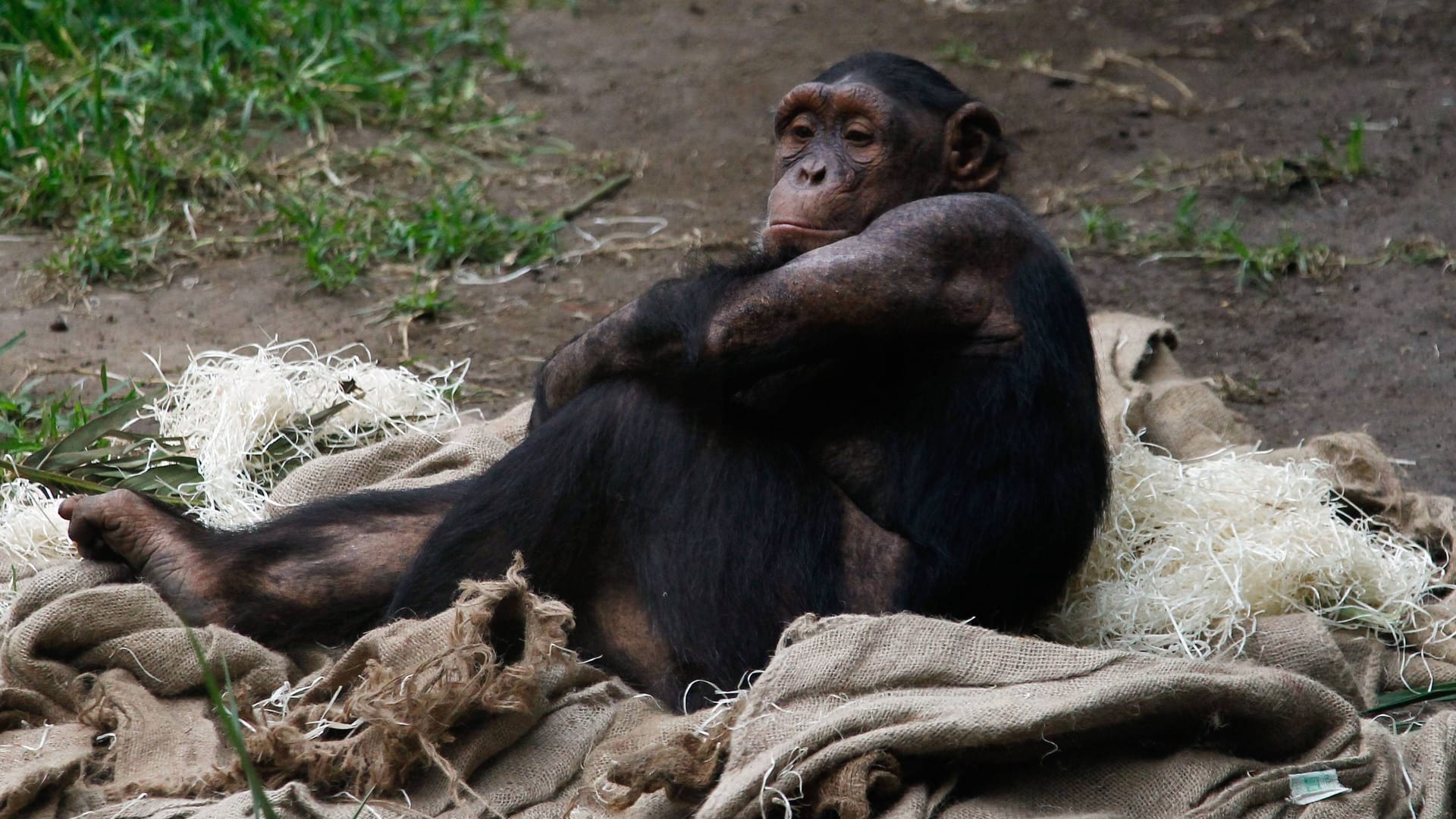 Ein Schimpanse (Symbolbild): Der Erlebnis-Zoo Hannover gibt bekannt, dass Schimpanse Toto gestorben ist.
