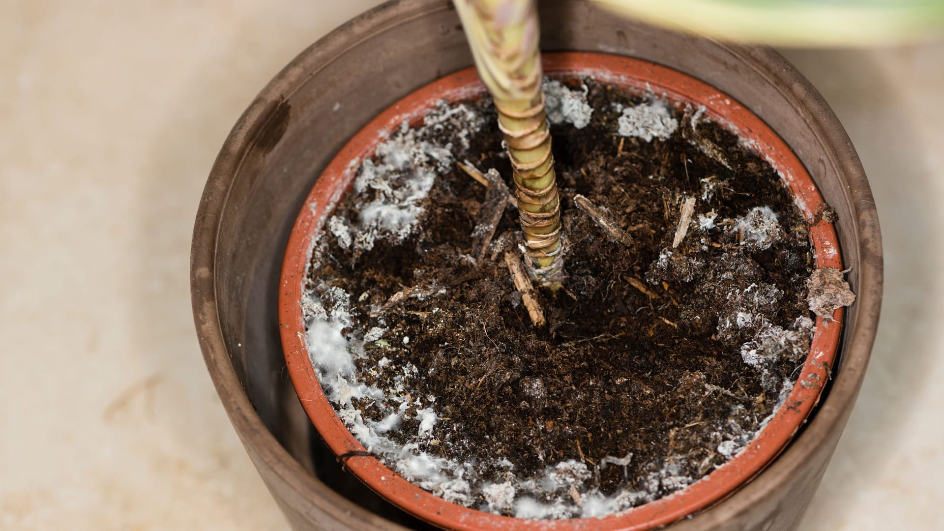 Moldy flowerpot