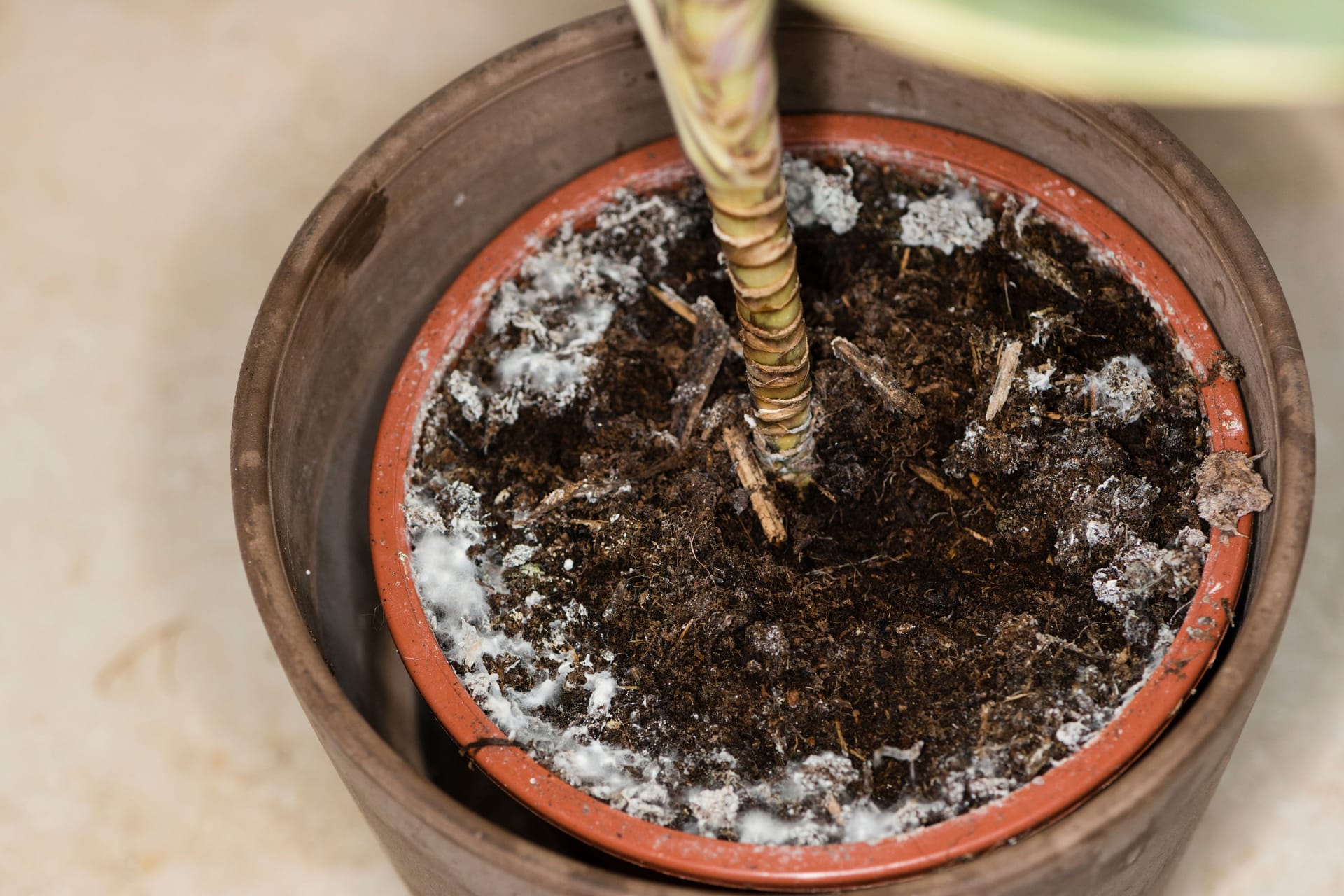 Moldy flowerpot