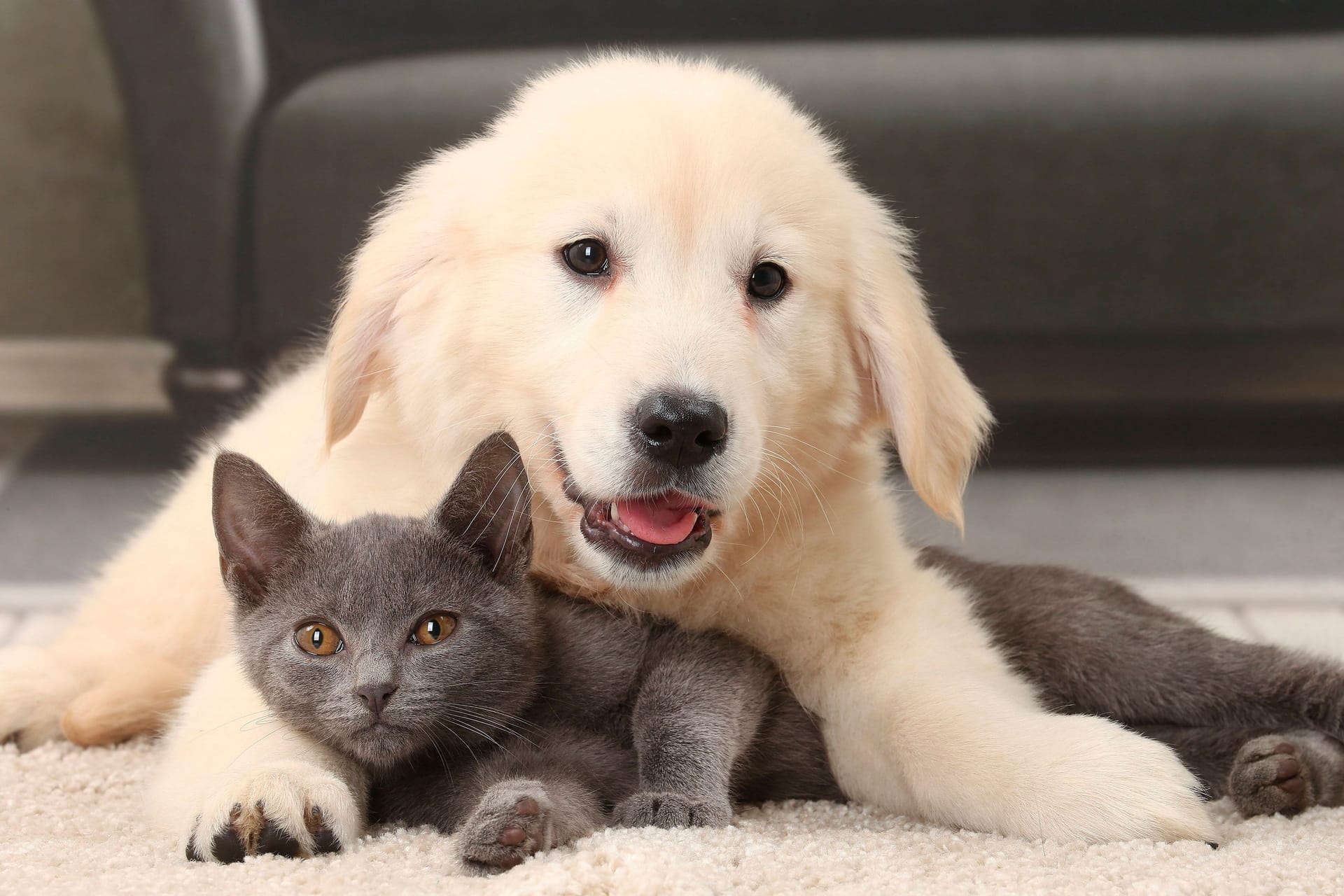Eine Katze und ein Hund kuscheln miteinander (Archivbild):