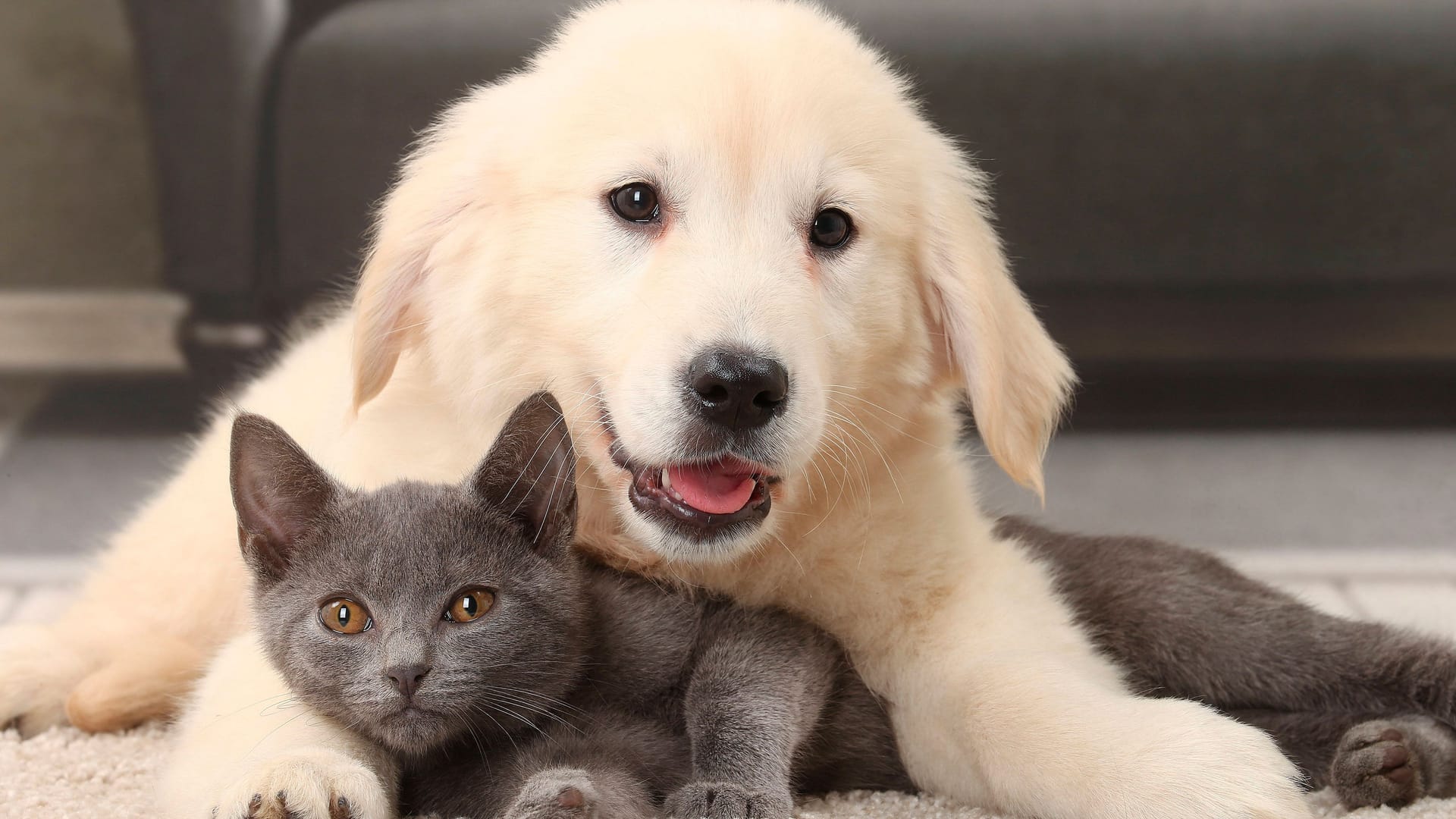 Eine Katze und ein Hund kuscheln miteinander (Archivbild): Eine Katze und ein Hund kuscheln miteinander (Archivbild):