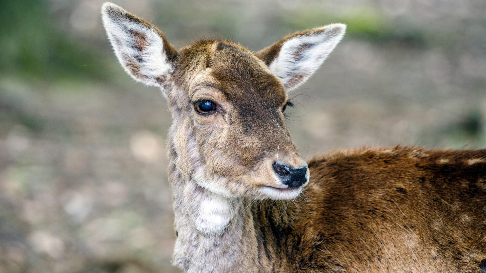 imago images 155781822