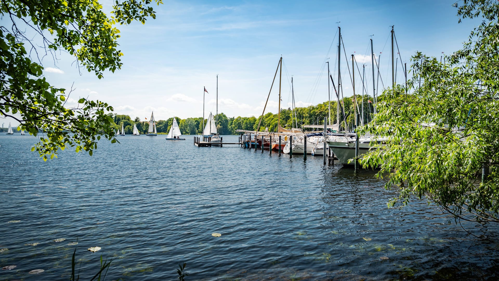 Der Tegeler See in Reinickendorf: Für Hunde besteht hier eine Gefahr durch Blaualgen.