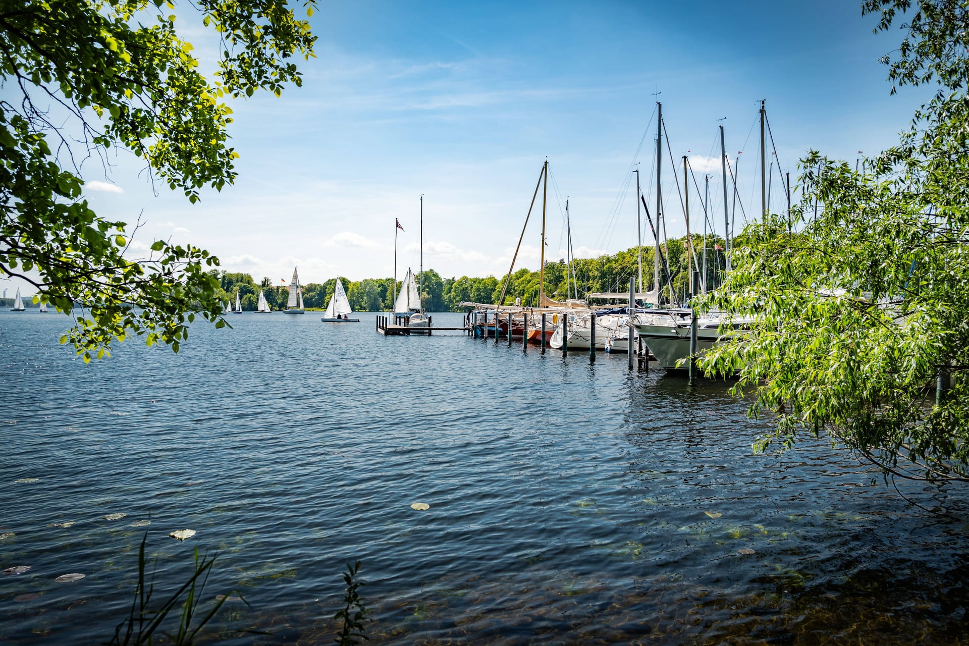 Der Tegeler See in Reinickendorf: Für Hunde besteht hier eine Gefahr durch Blaualgen.