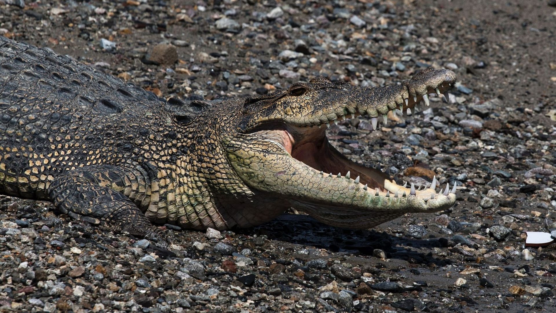 Krokodil in Indonesien Krokodil in Indonesien